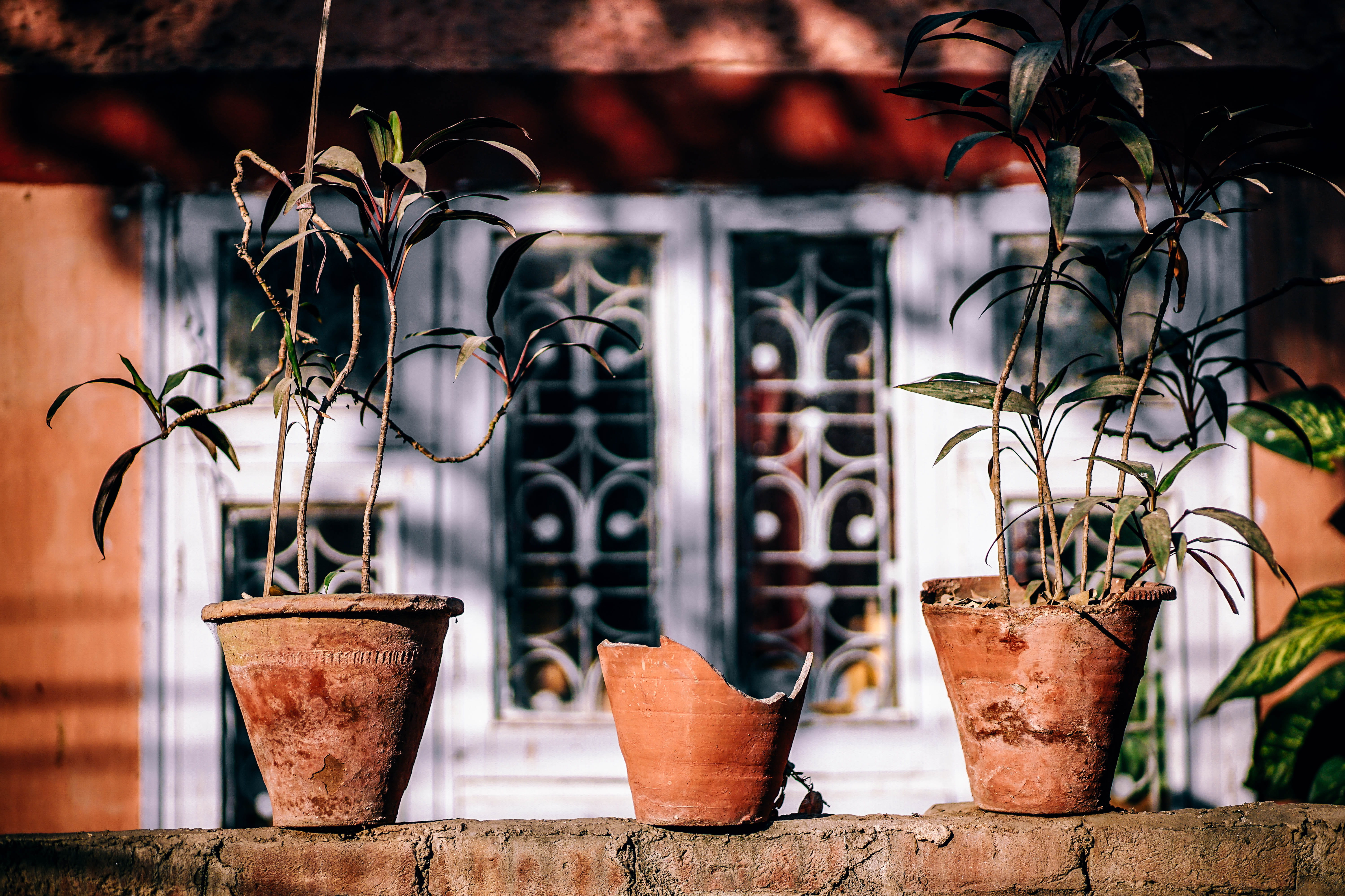close-up, metal, potted plant, idyllic, window, tropic, water, plant, building exterior, pots, nobody, tropical, pottery, clay, vacation, broken, patio, HD Wallpaper
