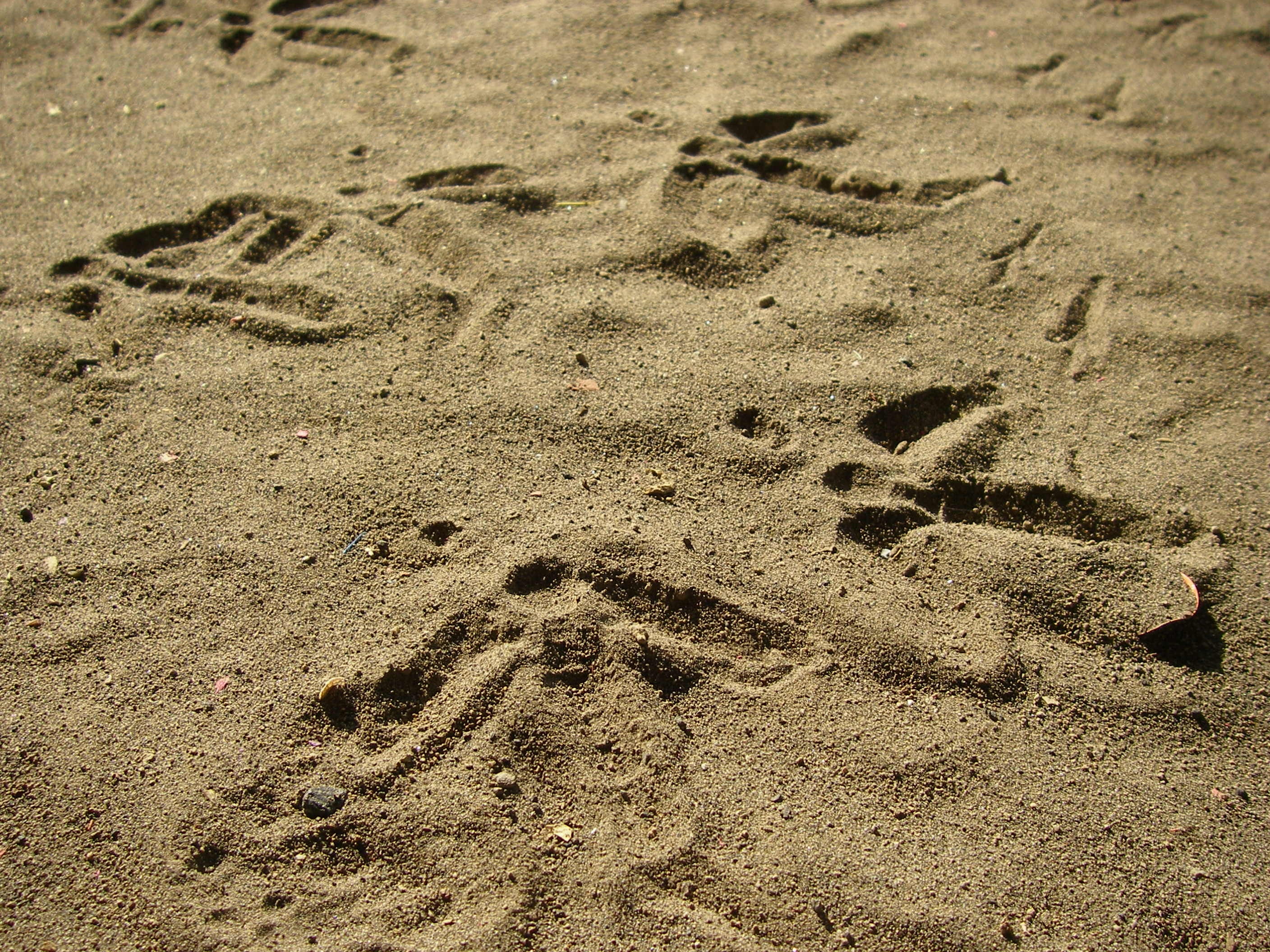 earth, floor, close-up, paw print, coffee, day, full frame, animal track, absence, soil, brown, track - imprint, outdoors, high angle view, print, textured, HD Wallpaper