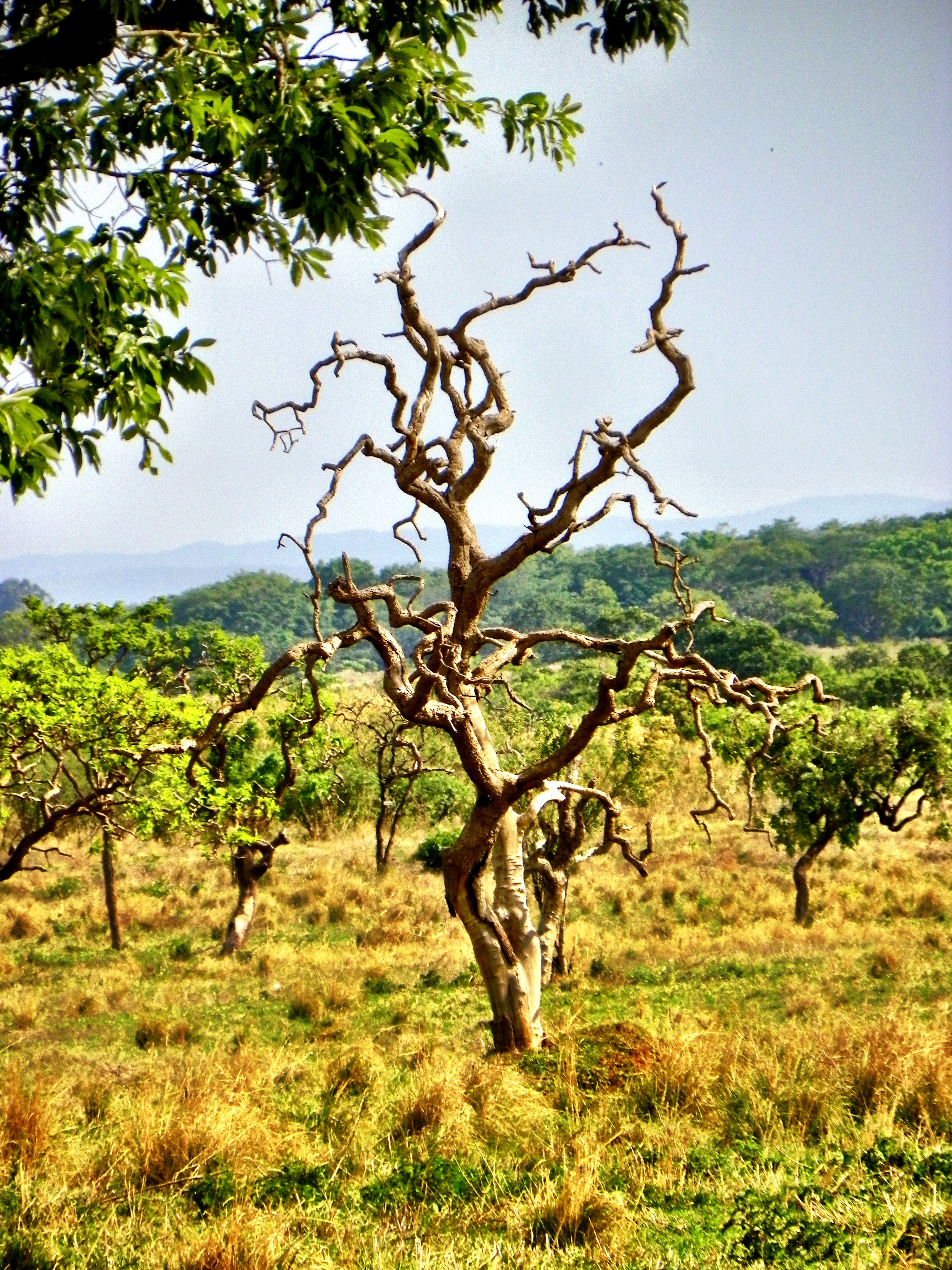 extinction, deforestation, destruction, tranquility, green color, field, landscape, goiás, tree, no people, brazilian cerrado, scenics - nature, 4K, preservation, Phone HD Wallpaper