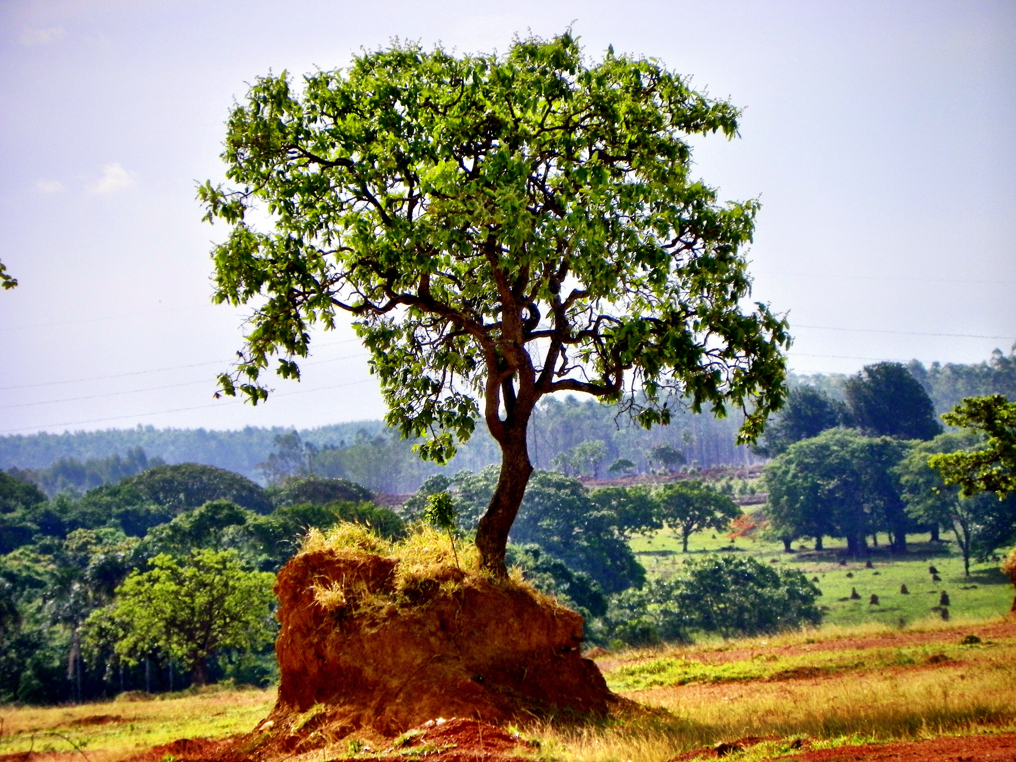 tranquil scene, field, sky, brazil, brazilian cerrado, grass, 4K, biome, tranquility, environment, growth, land, preservation, cerrado, landscape, sustainable development, HD Wallpaper