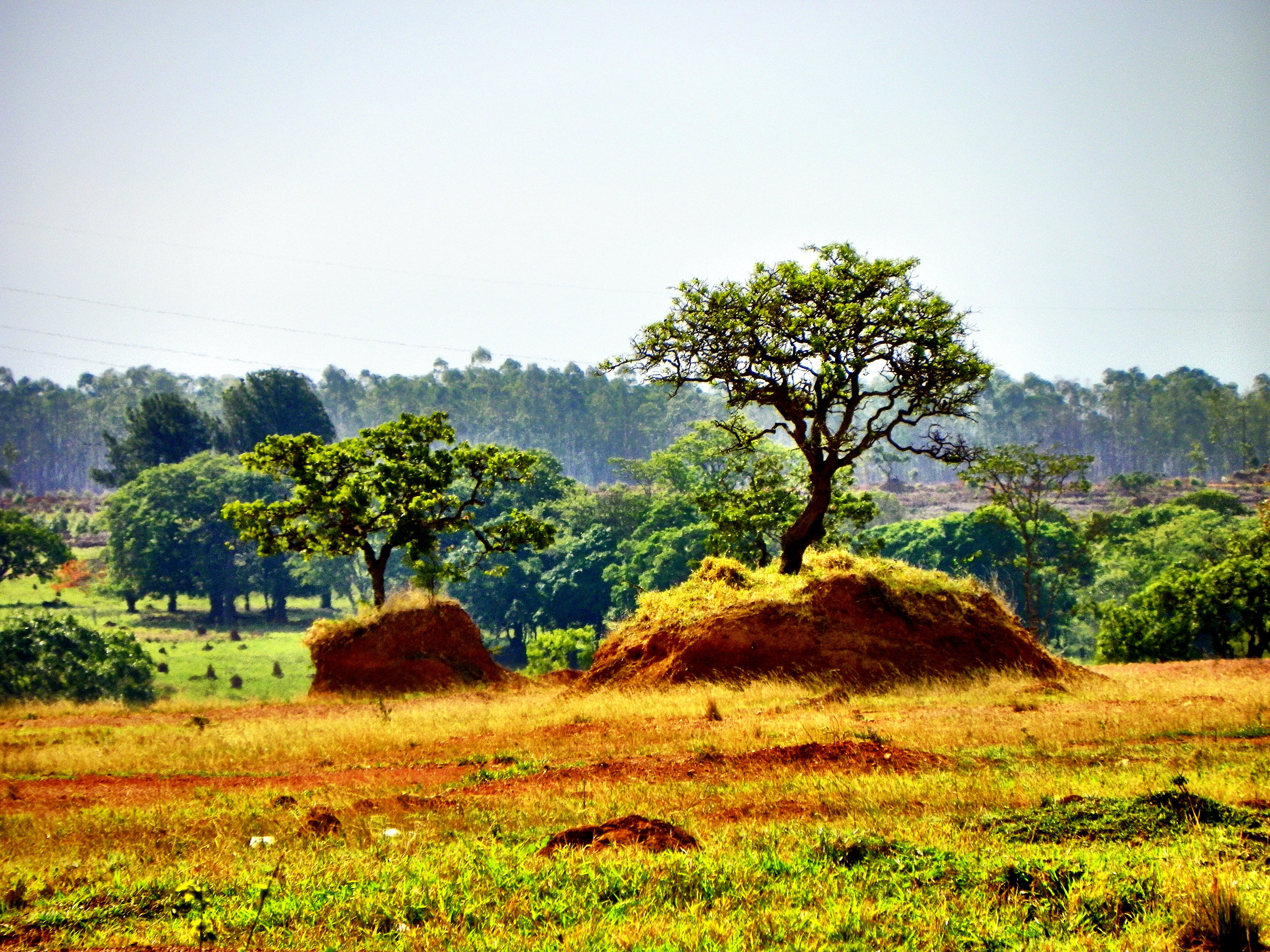trees, scenics - nature, tree, grass, extinction, cerrado, sky, green color, brazilian cerrado, tranquility, land, environment, urban occupation, tranquil scene, HD Wallpaper