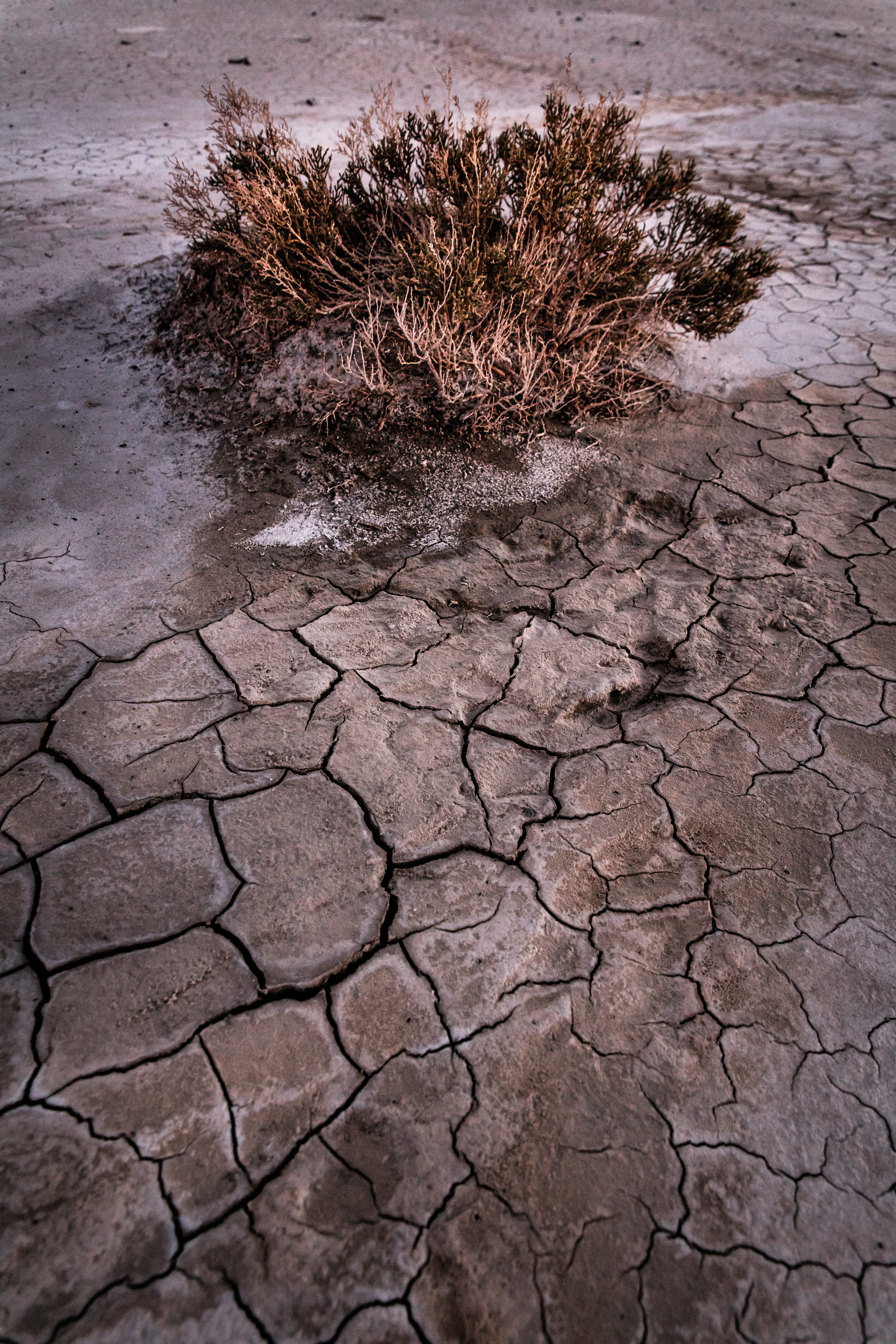 environmental issues, climate change, soil, day, drought, brown, dead plant, dead, 8K, scenics - nature, no people, desert, mud, earth, field, utah, outdoors, Phone HD Wallpaper