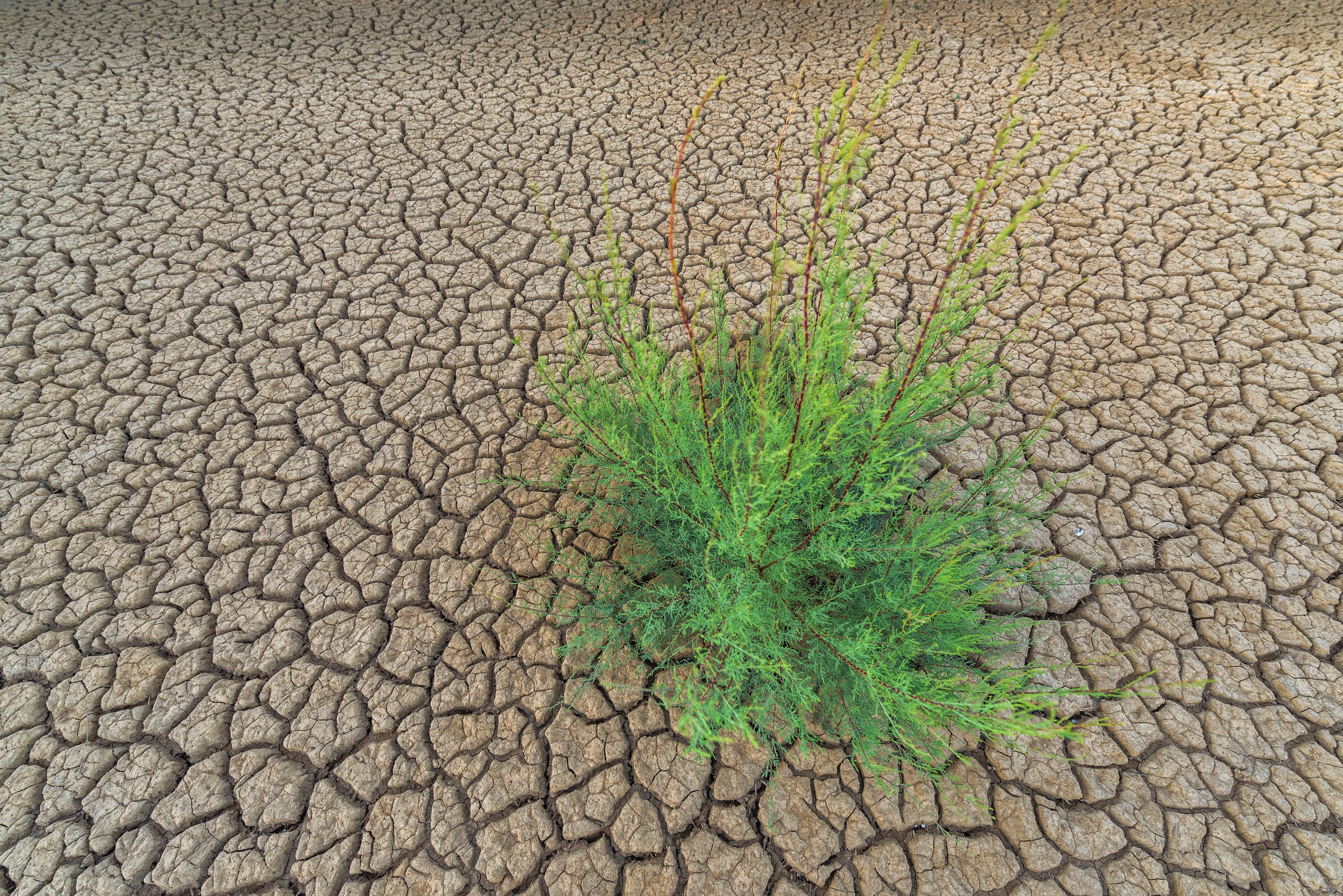 high angle view, background, texture, abstract, dried, leafed, dirt, green color, landscape, day, backgrounds, arid Climate, climate, land, desert, green, HD Wallpaper