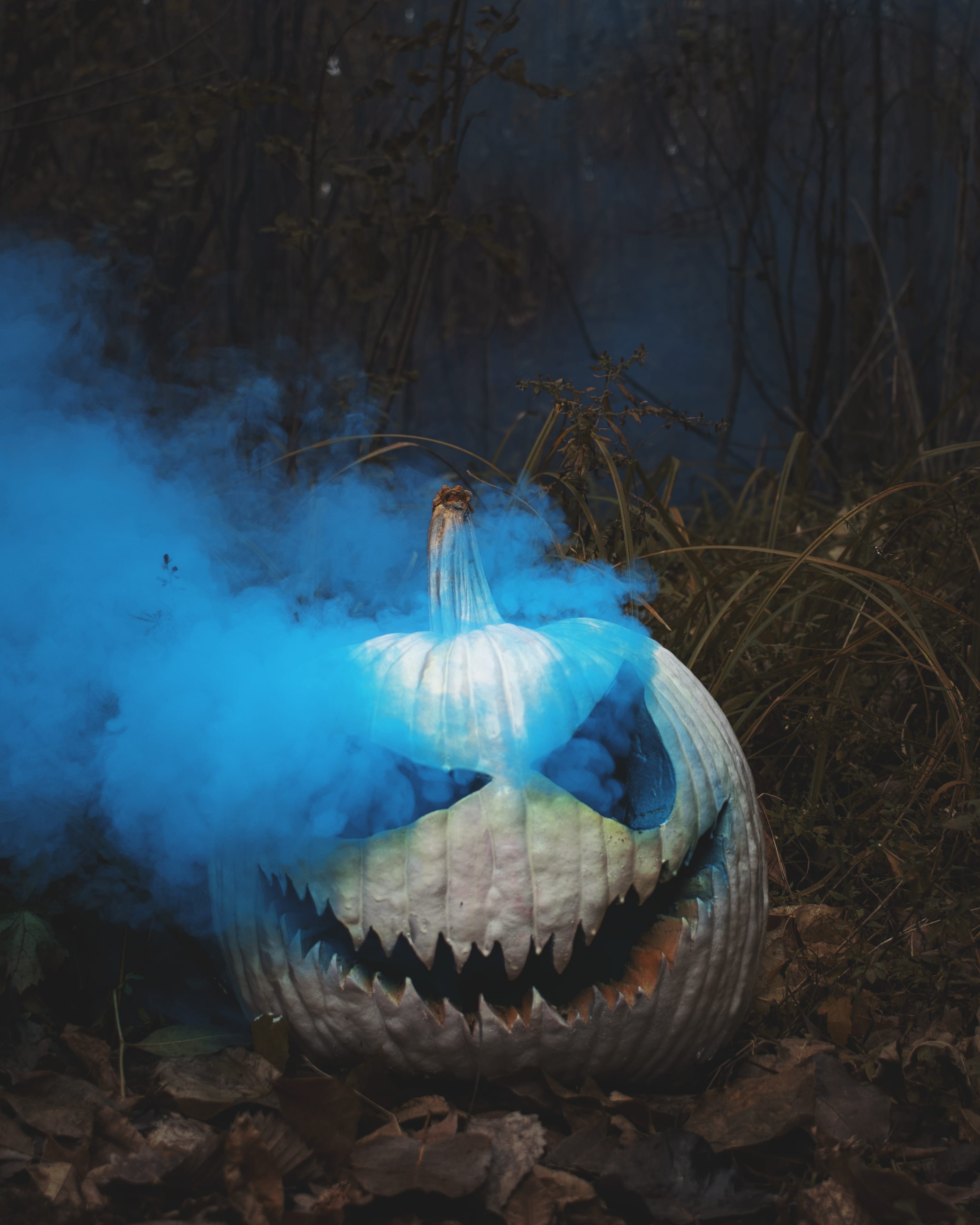 land, blue, one animal, patch, 2K, pollution, field, animal wildlife, tree, halloween, nature, day, lantern, forest, head, animal, pumpkin patch, no people, Phone HD Wallpaper
