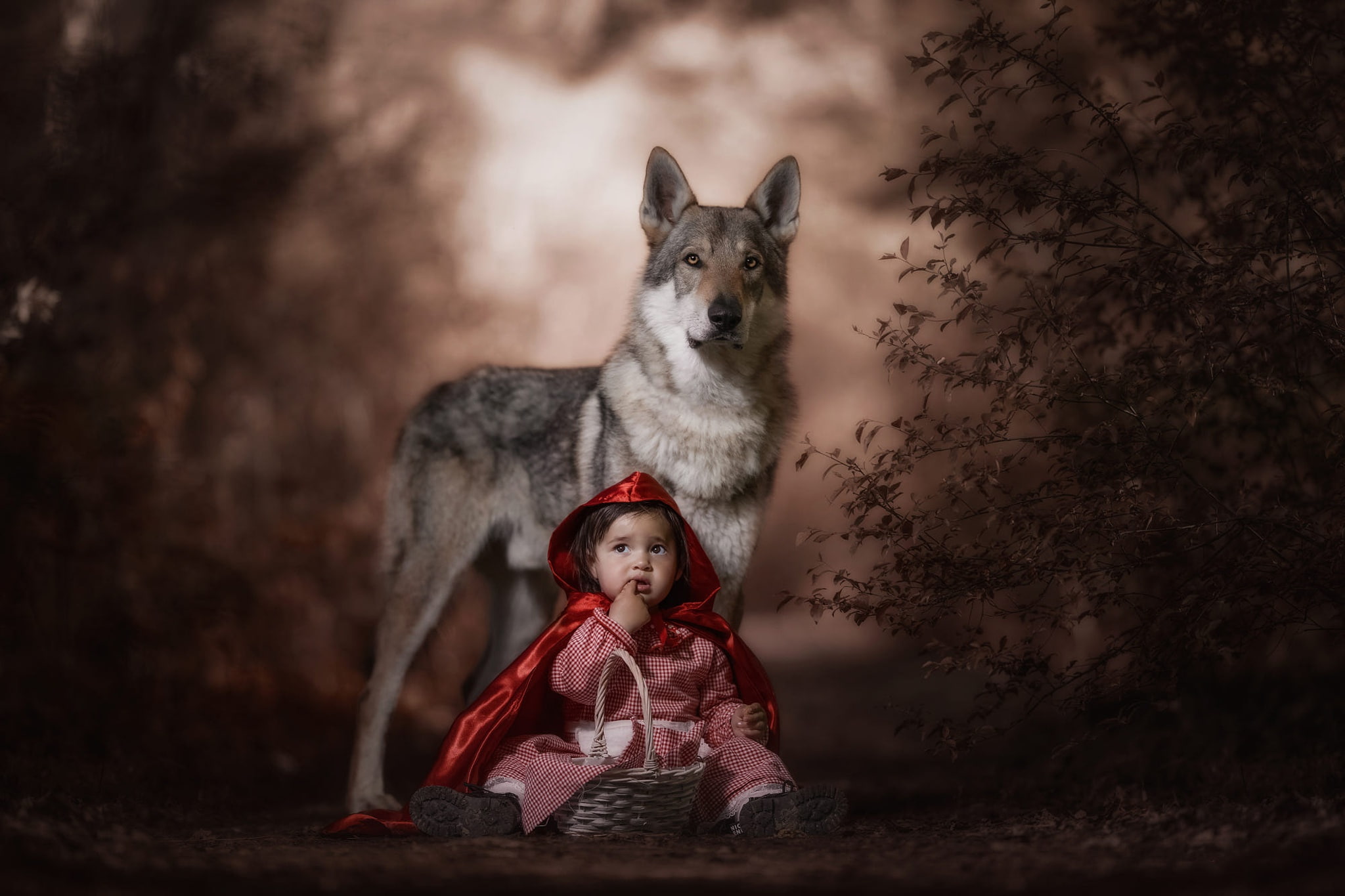 pose, mood, girl, scary, gesture, wolf dog is a sarloos passed away, Little Red Riding Hood, the bushes, look, hood, forest, 1080P, basket, red, wolf, HD Wallpaper