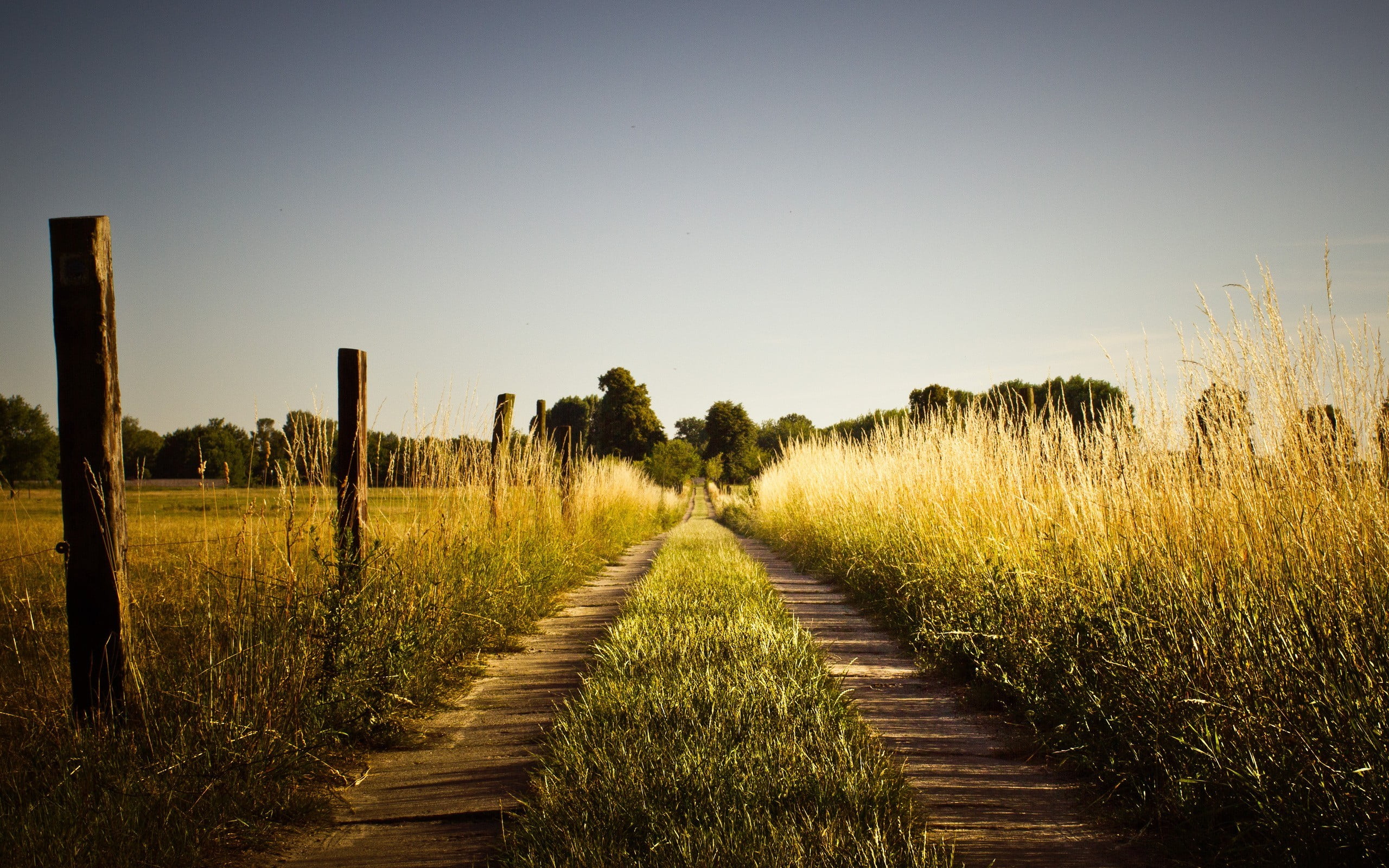 scenics - nature, the way forward, environment, plant, direction, crop, road, post, no people, outdoors, beauty in nature, nature, brown, tranquility, land, HD Wallpaper