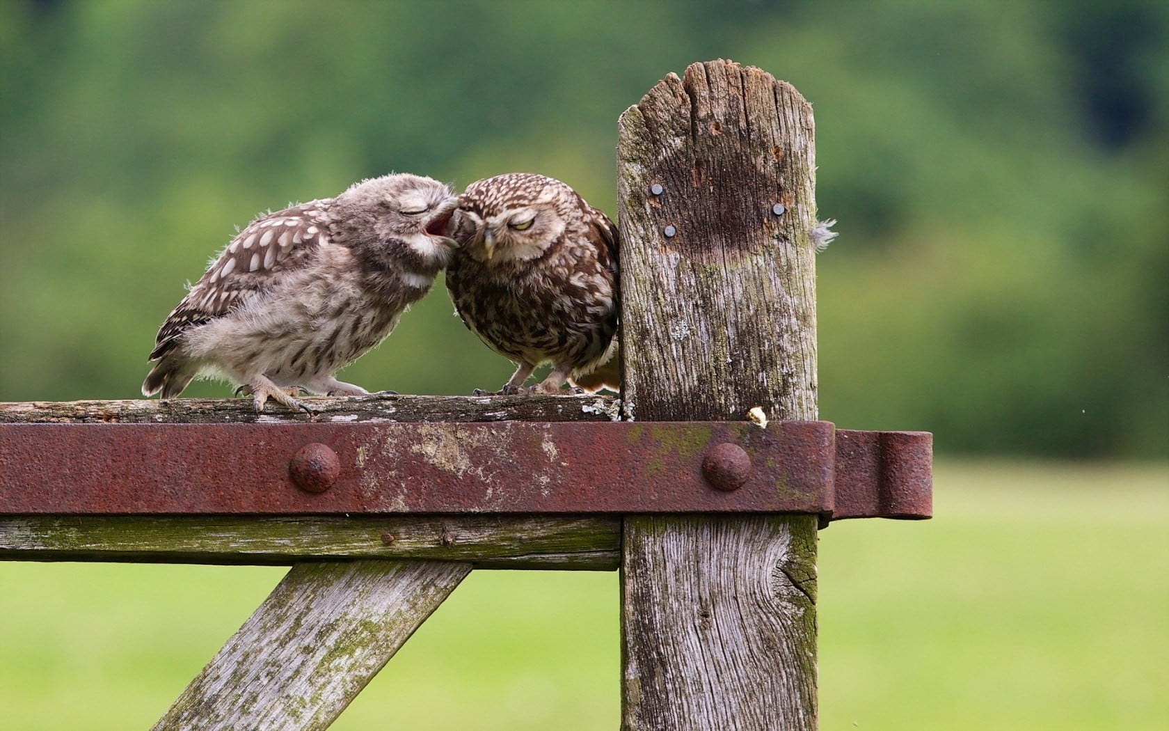 day, perching, two, animals in the wild, bird, birds, focus on foreground, gray, animal wildlife, animal themes, no people, owl, vertebrate, animals, humming, HD Wallpaper
