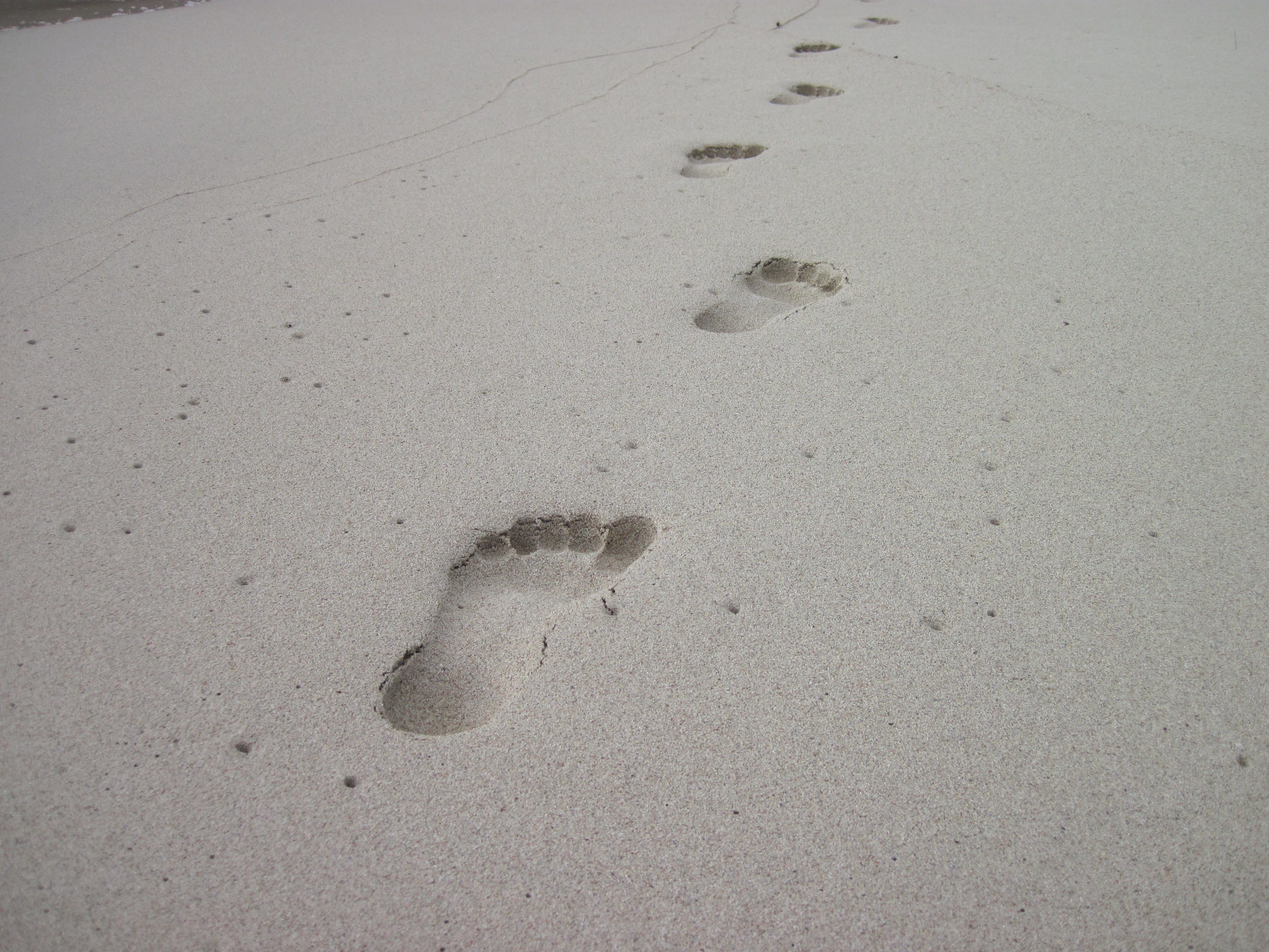 animal themes, sand, mystery, paw print, tracks in the sand, beach, no people, one animal, high angle view, day, absence, wet, animal, print, animal track, HD Wallpaper