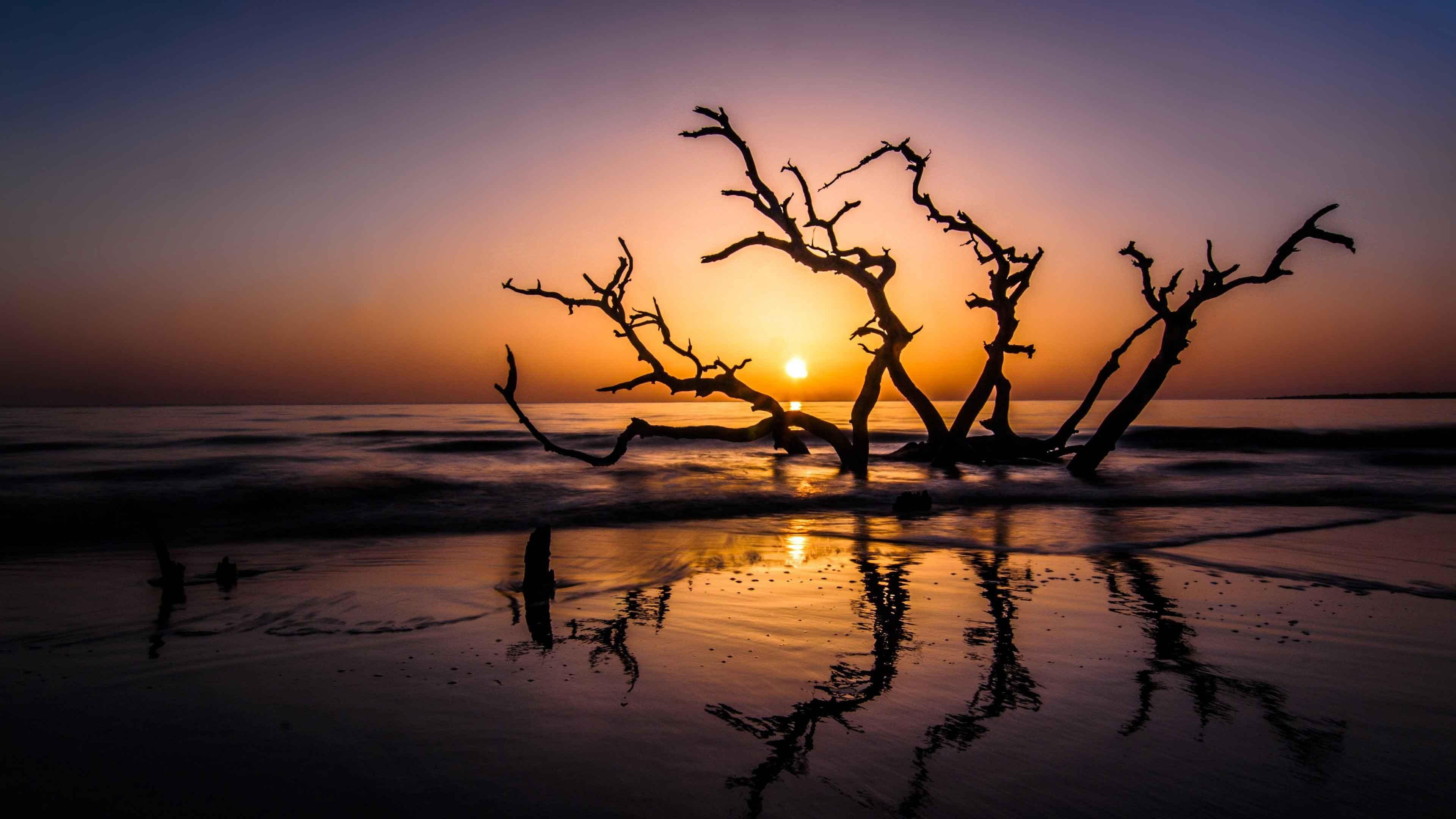 reflection, driftwood, purple sky, sunset, beach, sea, lonely tree, 4K, coastline, coast, jekyll island, driftwood beach, tree, HD Wallpaper