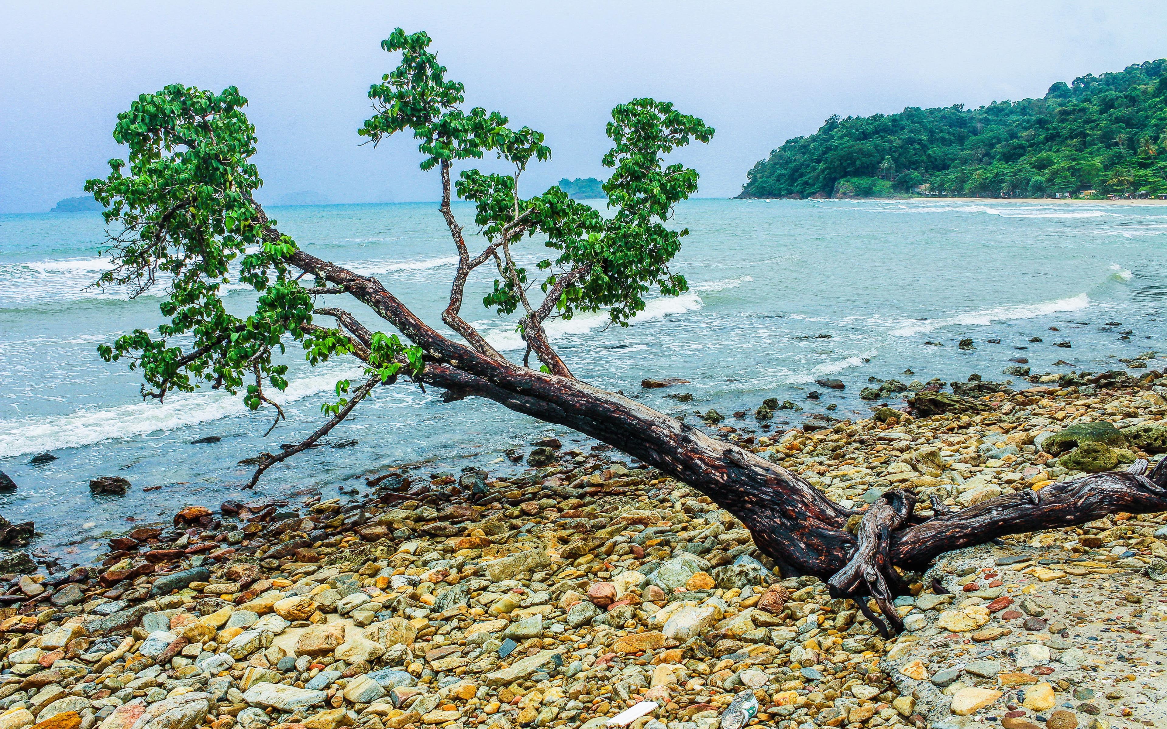 located, growth, tree trunk, bangladesh, idyllic, plant, hd, outdoors, land, south, island, mobile, tranquility, bazaar, 4K, beach, northwest, tranquil scene, HD Wallpaper