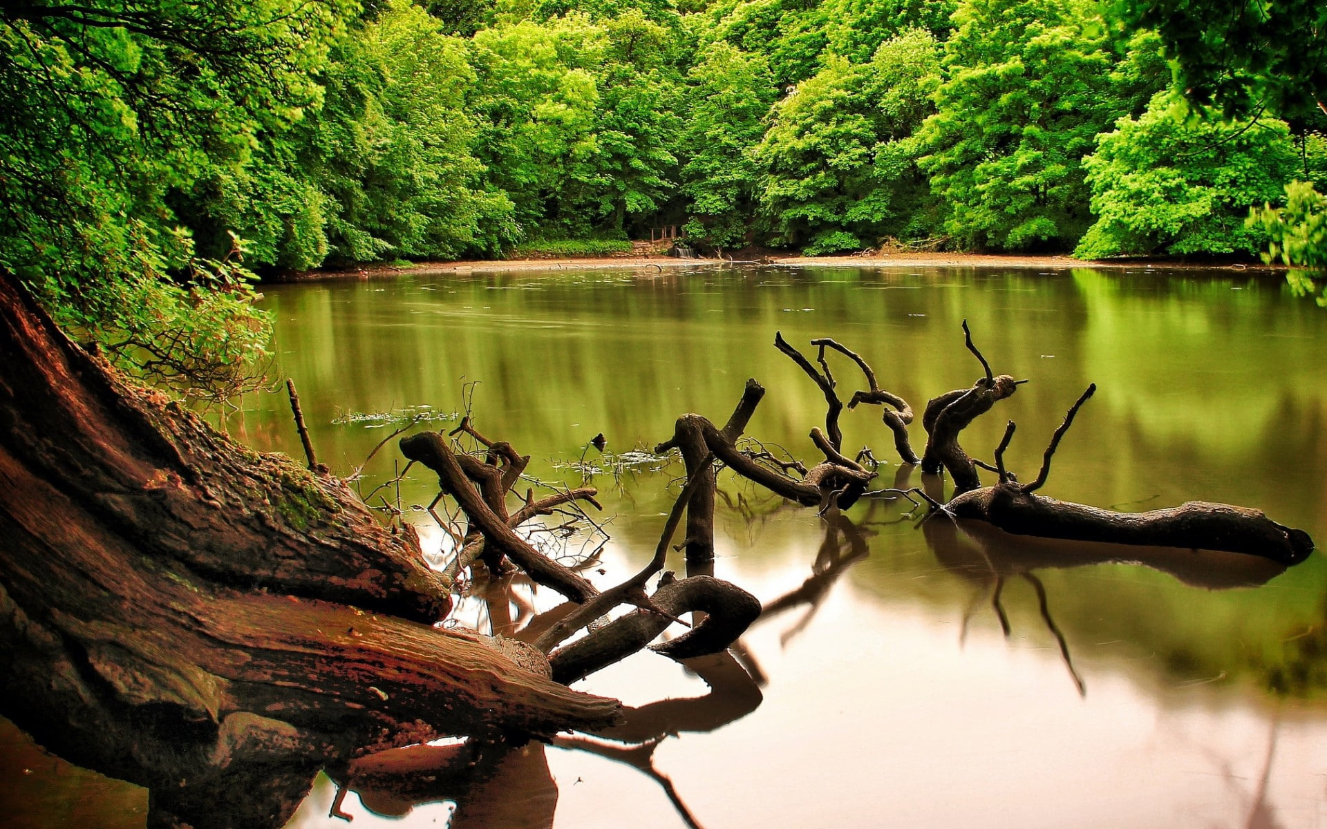 animal wildlife, growth, roots, wood, no people, water, driftwood, scenics - nature, plant, branch, trees, beauty in nature, outdoors, brown, nature, river, HD Wallpaper