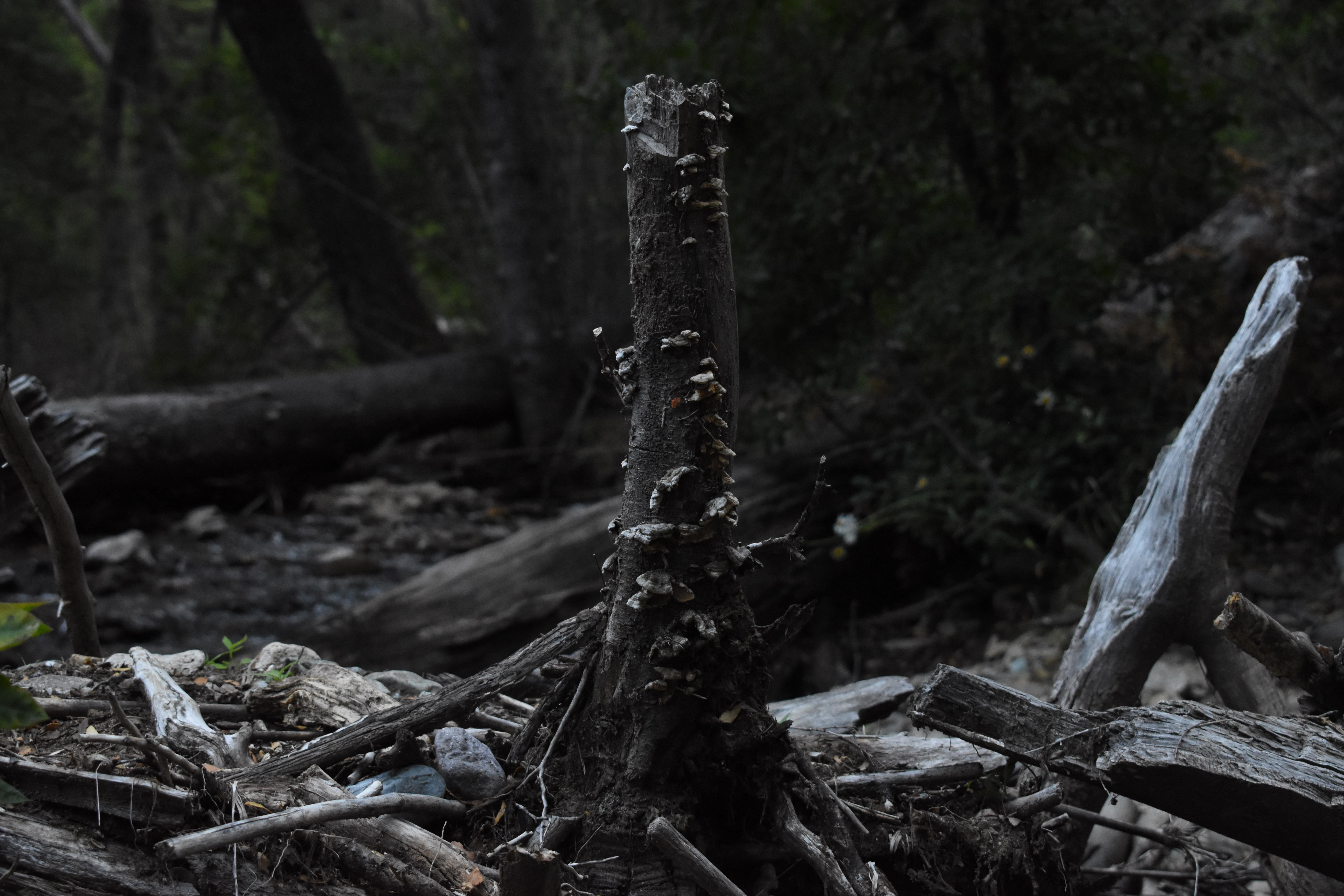 log, driftwood, tree trunk, photography, environmental issues, land, plant, wood, no people, 5K, destruction, trunk, forest, tree, wood - material, timber, HD Wallpaper