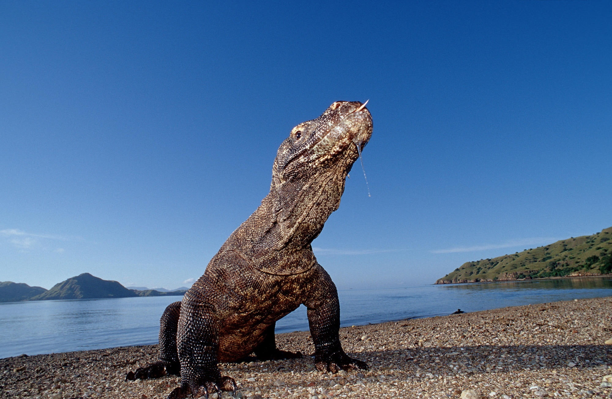 no people, animal, bay, land, mountain, gray, monitor, Dragon, animal wildlife, Island, vertebrate, reptile, animals in the wild, Komodo, beach, clear sky, HD Wallpaper