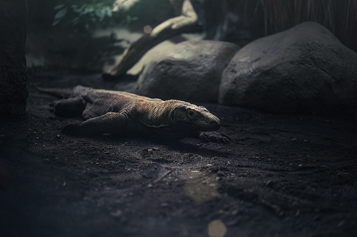rocks, animal themes, animals in the wild, no people, stones, reptiles, selective focus, sand, tree, animals, iguana, tortoise, solid, komodo dragon, relaxation, HD Wallpaper
