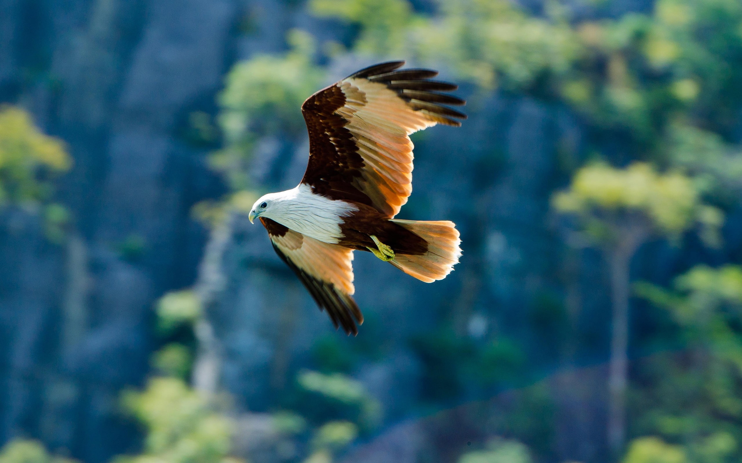 Sky, Flying, Eagle, 2K, Bird, Predator, HD Wallpaper