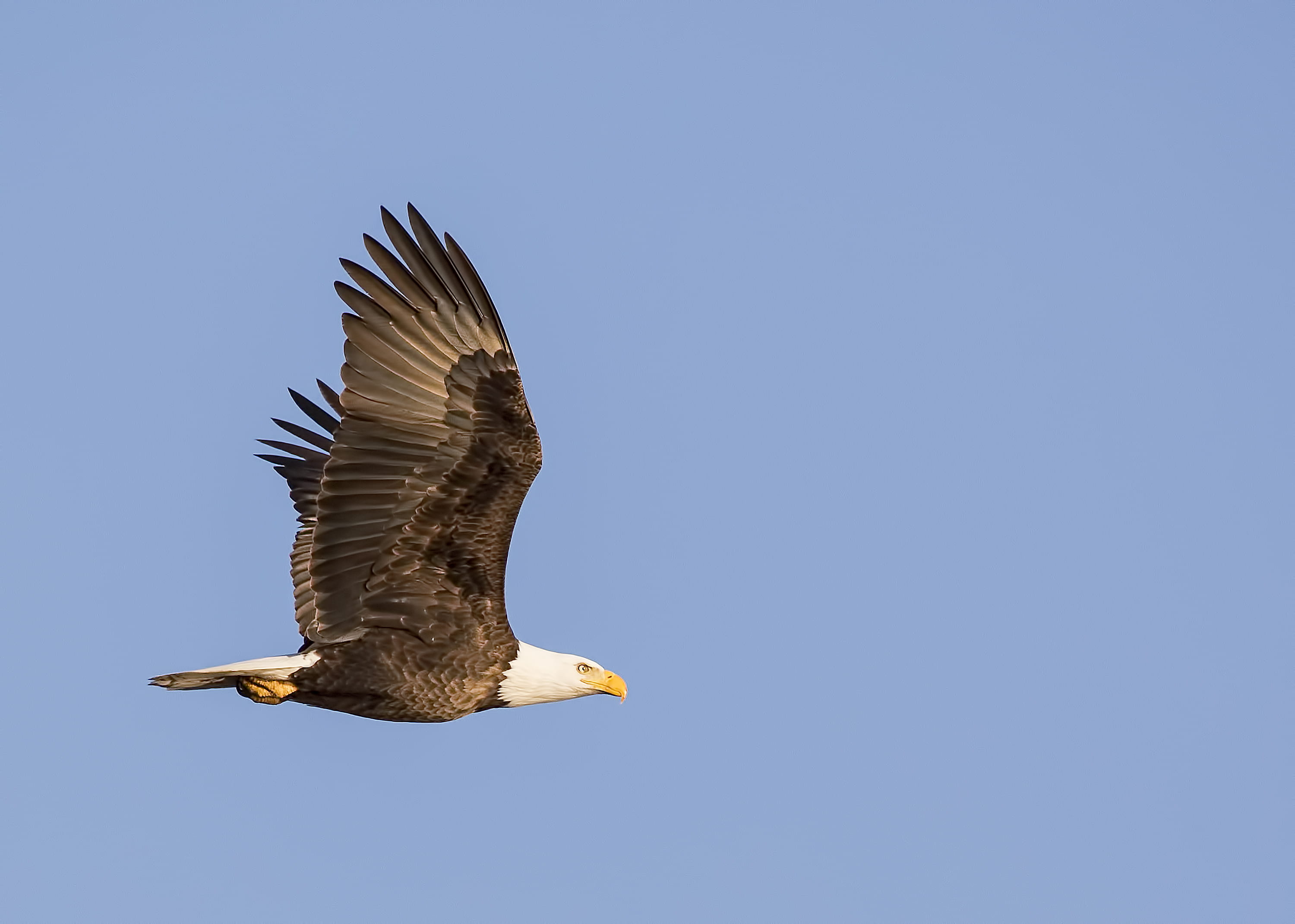 photo, black, blue, white, animals in the wild, sky, copy space, freedom, independence, eagle - bird, 2K, animal body part, no people, vertebrate, bald eagle, HD Wallpaper