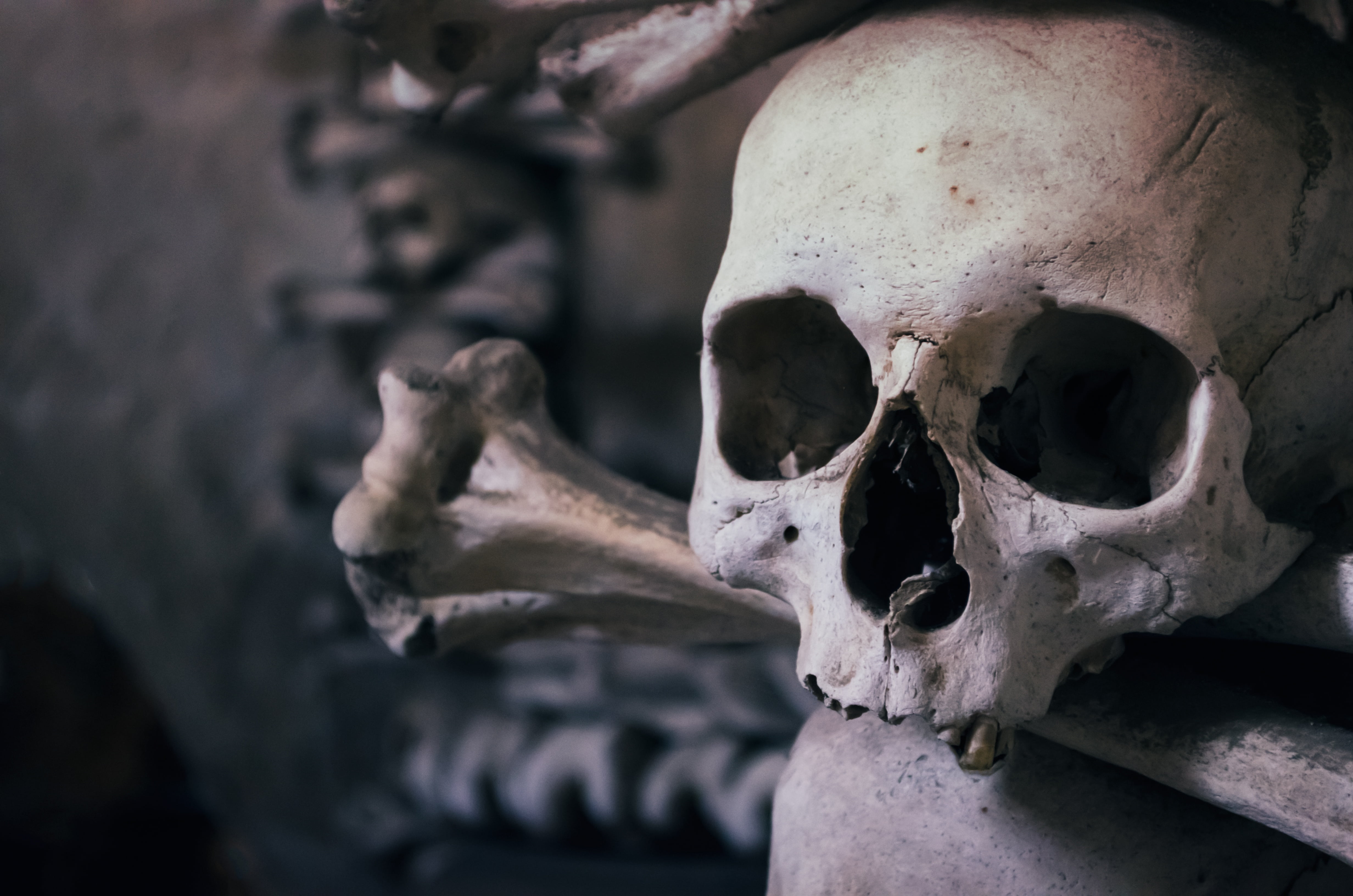 skull, photography, indoors, skeleton, the past, history, dead Person, close-up, dead, architecture, 4K, chapel of all saints, fear, human body part, focus, HD Wallpaper