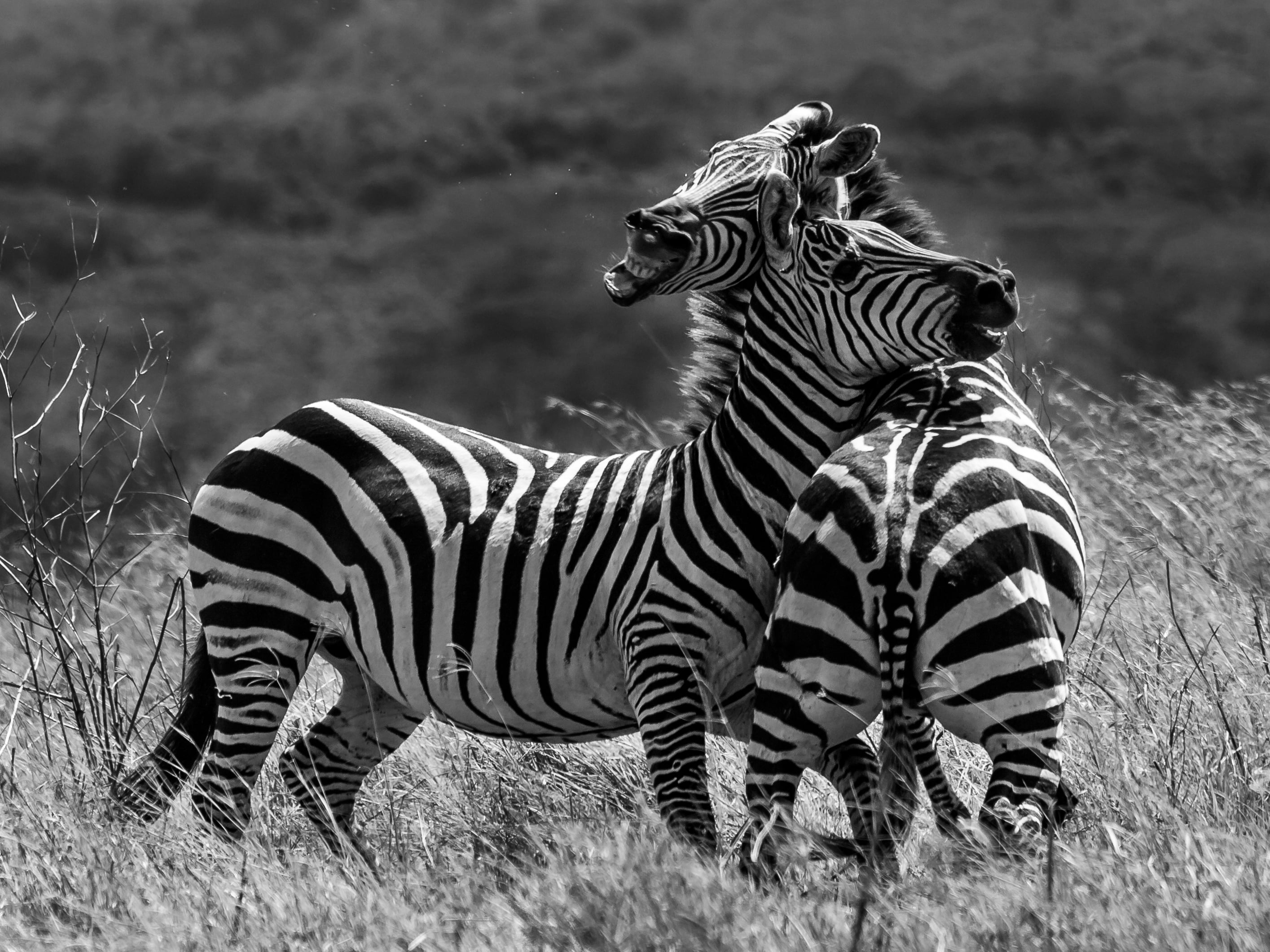 field, animals In The Wild, black Color, 2K, outdoors, animal, grass, digital-camera, Ngorongoro Crater, SLR, herd, Duelling, black-and-white, greyscale, HD Wallpaper