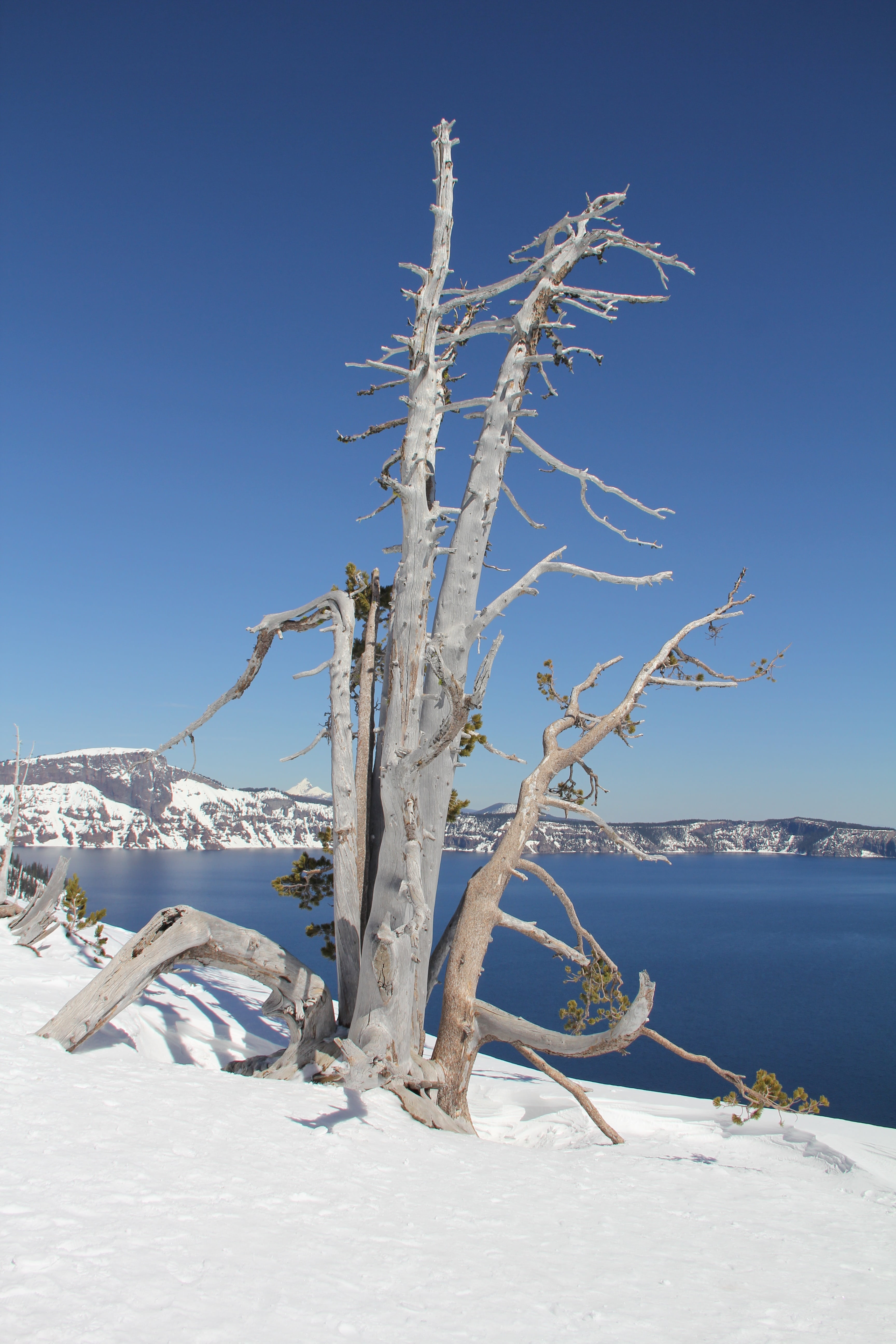 winter, sunlight, non-urban scene, tree, snow, dead plant, lake, environment, land, blue, season, ice, natural, peaceful, scenics - nature, frost, tranquility, Phone HD Wallpaper