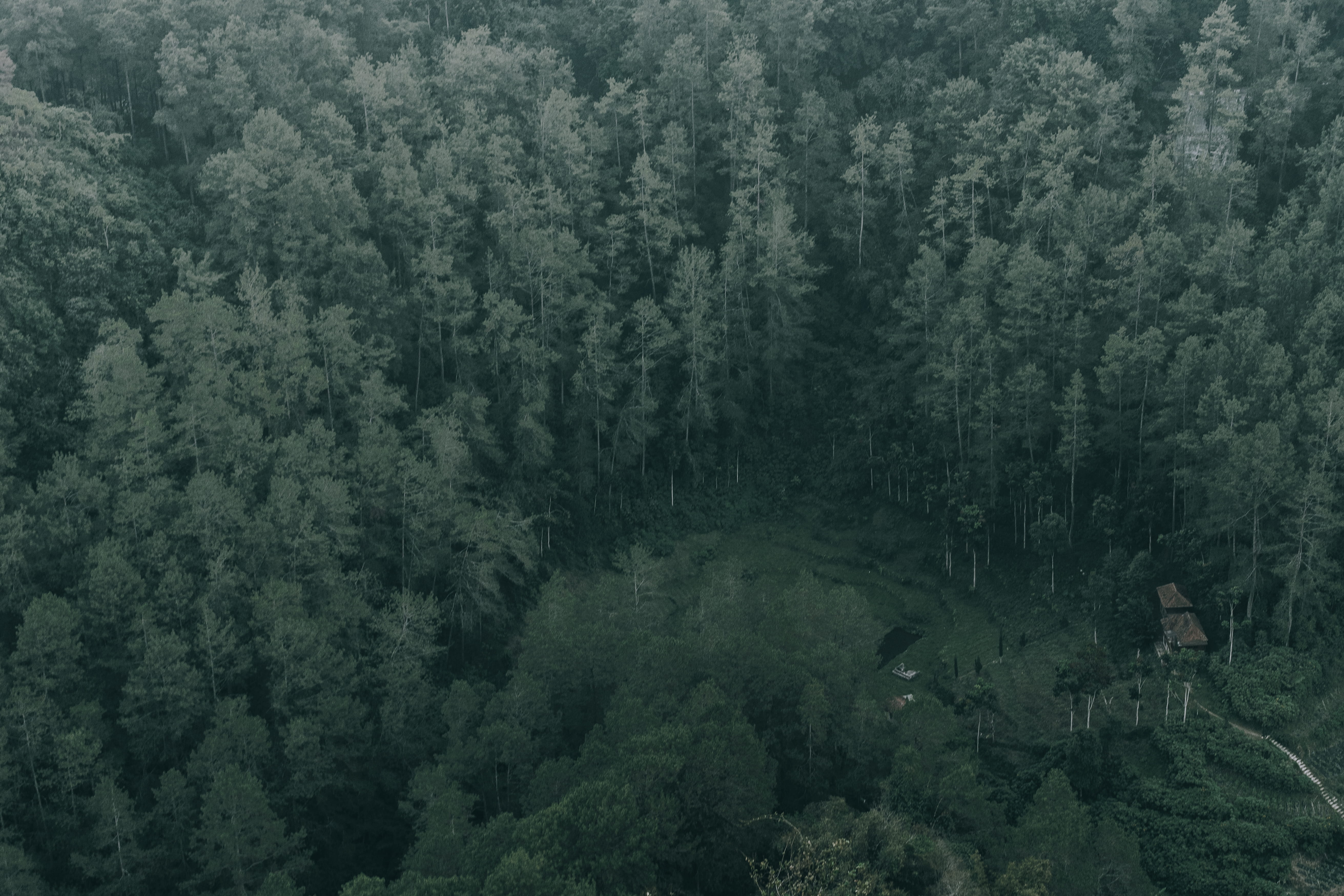 nature, no people, 5K, foliage, trees, day, non-urban scene, evergreen tree, dago, scenics - nature, backgrounds, bandung, indonesia, forest, plant, lush foliage, HD Wallpaper