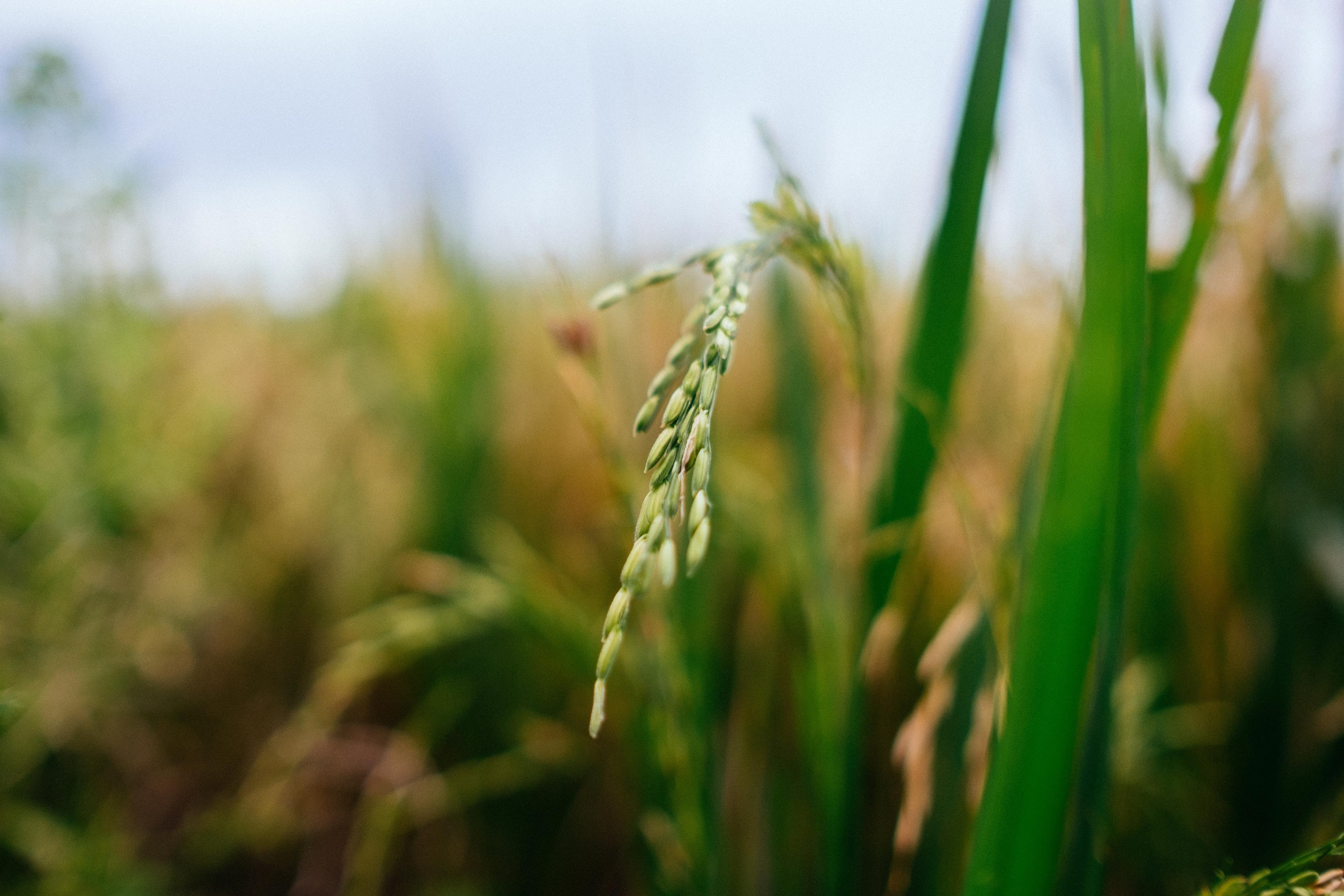 crop, wheat, outdoors, no people, green color, close-up, landscape, nature, fuji, beauty in nature, bandung, minimal, land, dof, field, 4K, food and drink, HD Wallpaper