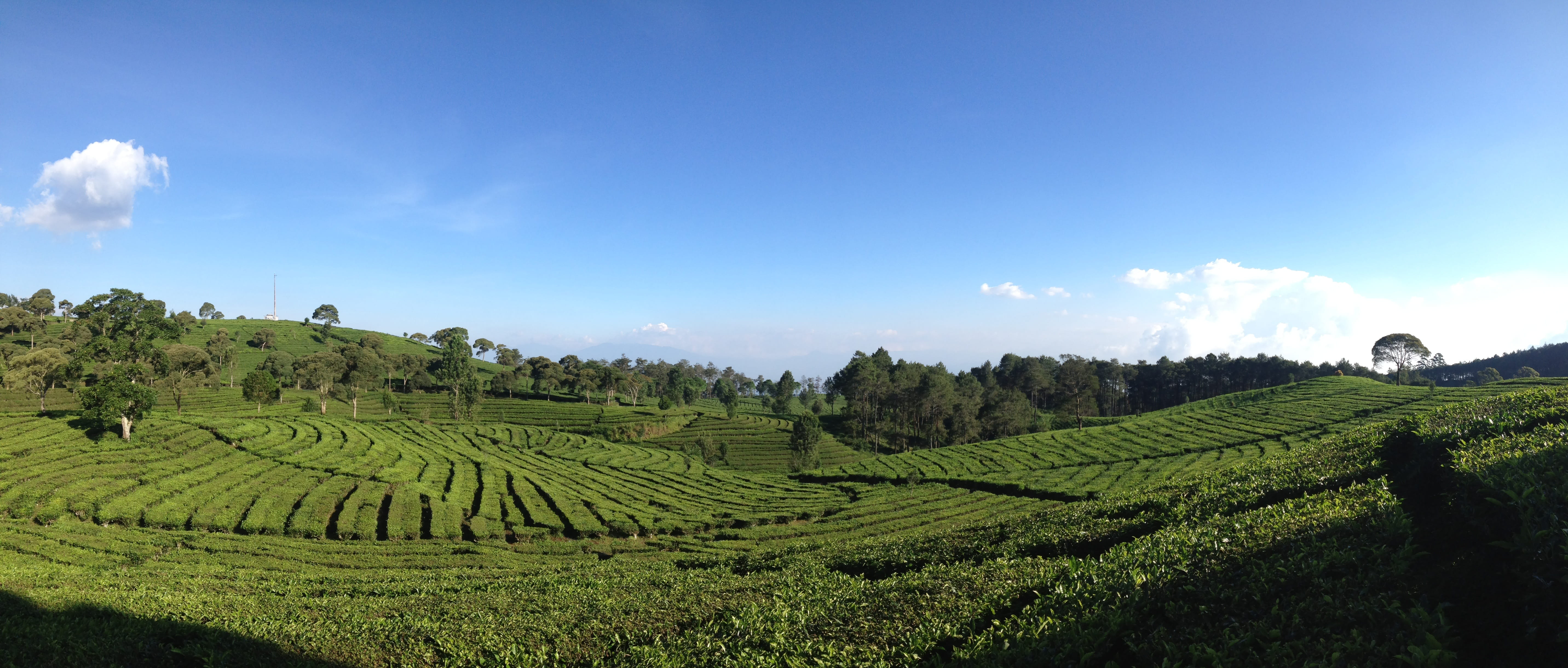 land, field, rural scene, sky, nature, tea valley, green, tea crop, blue, grass, agriculture, farm, no people, Bandung, landscape, Indonesia, 5K, food and drink, HD Wallpaper