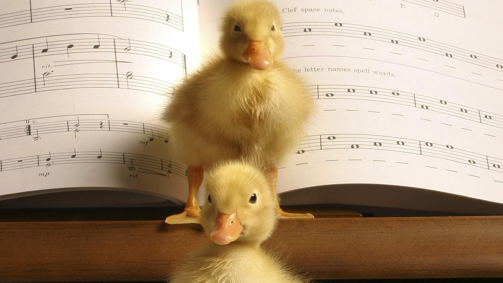 music, animals, 1080P, duckling, visitors, ducks, babies, piano, concerto, notes, HD Wallpaper