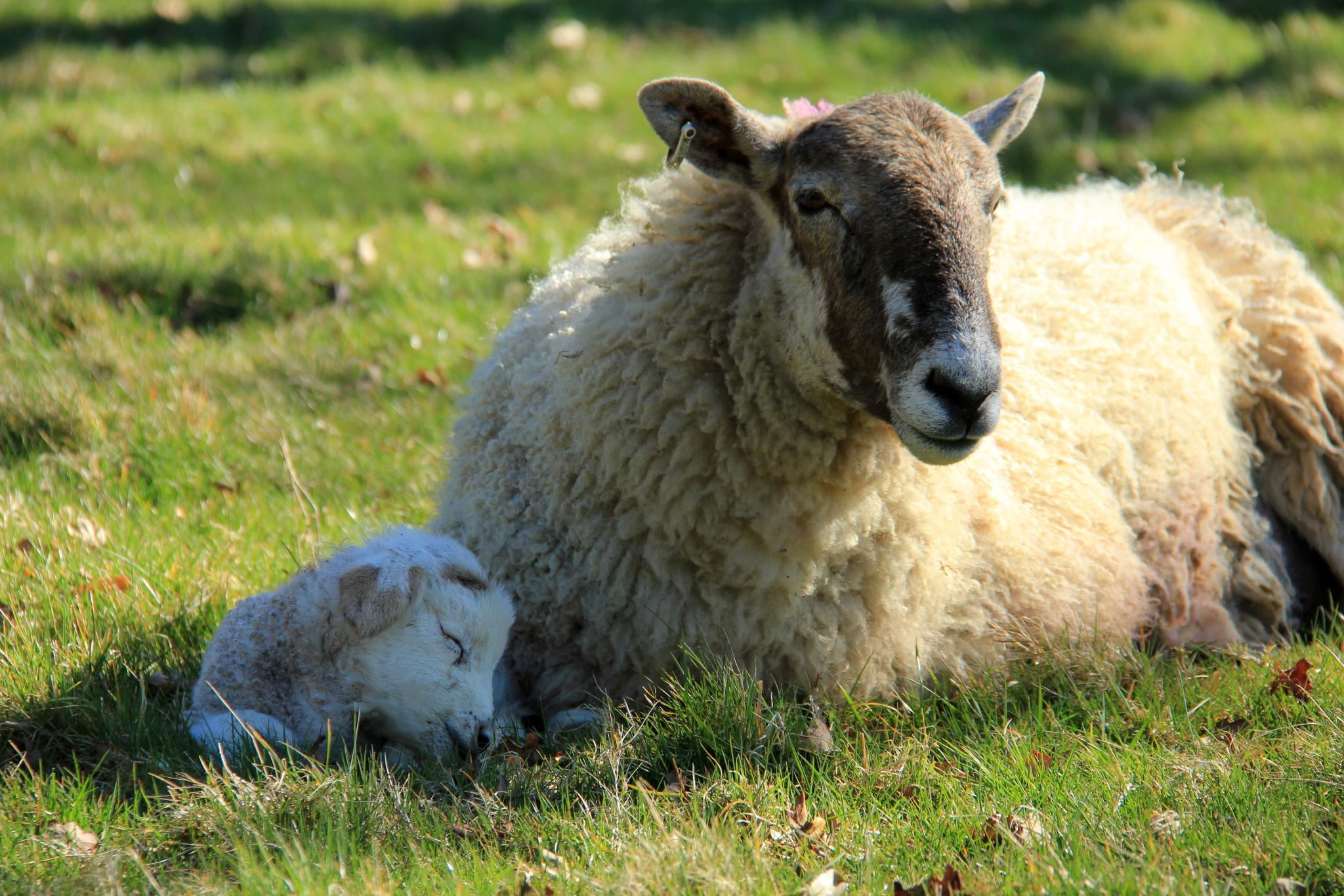March, farm, Grass, 1080P, Photographer, Gardens, United Kingdom, NT, Spring, Lambing  Season, Bury St Edmunds, Stroll, Canon EOS 550D, Visit, Great Britain, HD Wallpaper