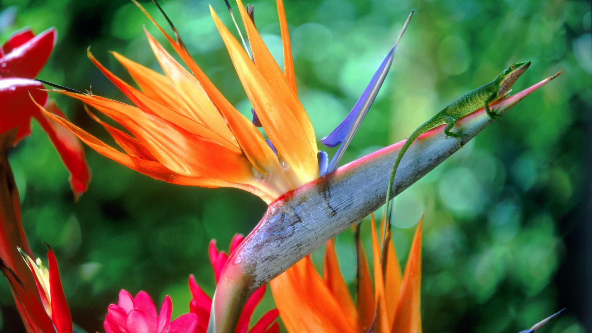 flower, animal, nature and landscapes, lizard, bird, 1080P, paradise, visitor, exotic, HD Wallpaper