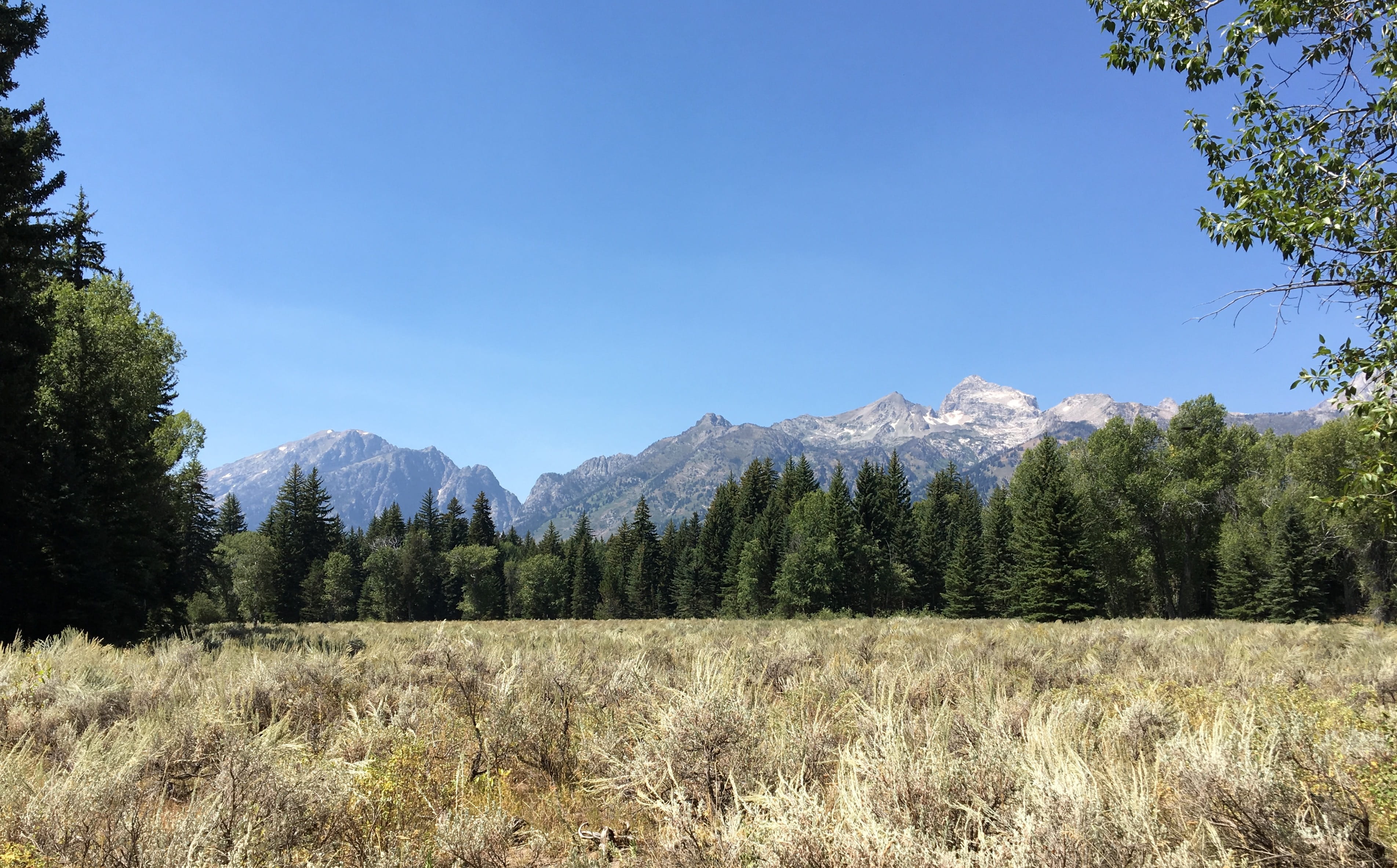 jackson, land, plant, clear sky, coniferous tree, sky, visitor center, scenics - nature, mountains, non-urban scene, prairie, beauty in nature, 2K, 2018 eclipse, HD Wallpaper