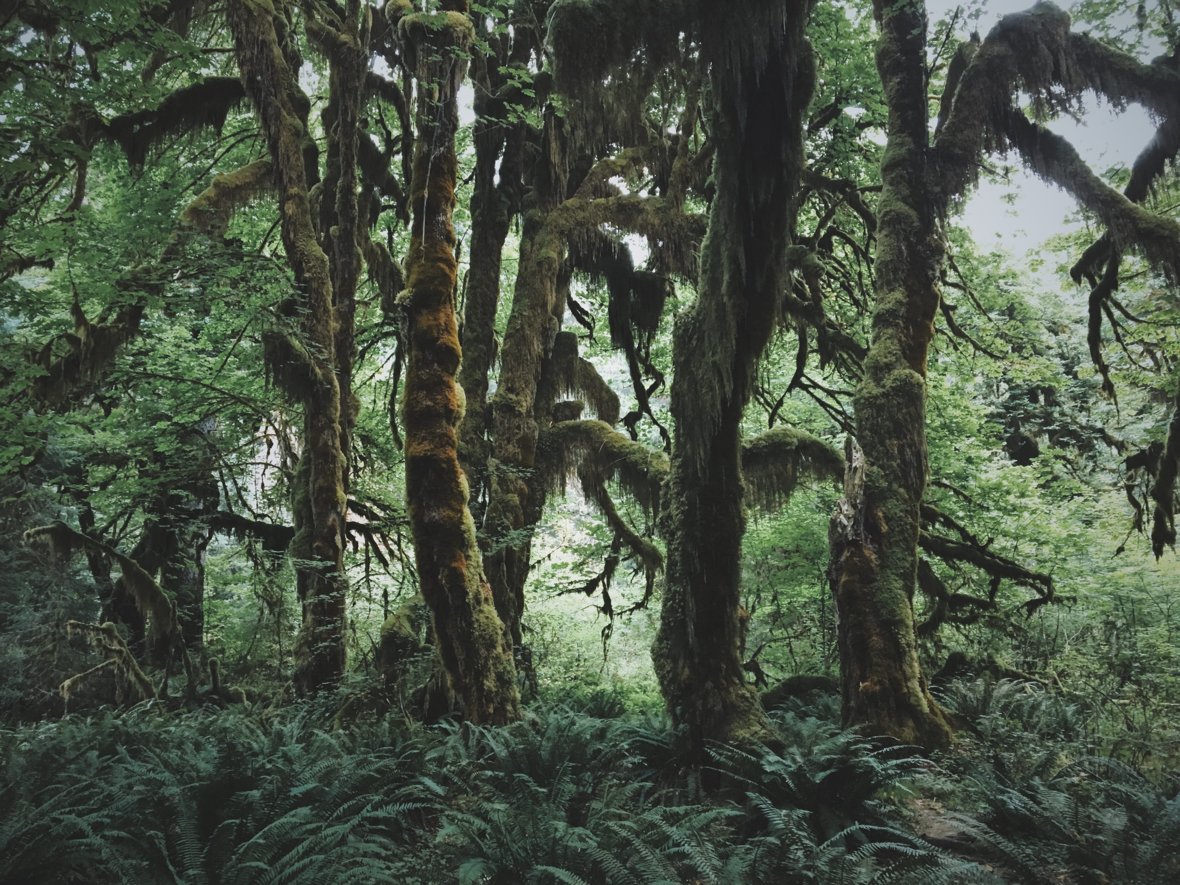 environment, woodland, tranquil scene, moss, non-urban scene, green color, day, trunk, growth, hoh rain forest visitor center, wanderlust, trail, foliage, HD Wallpaper