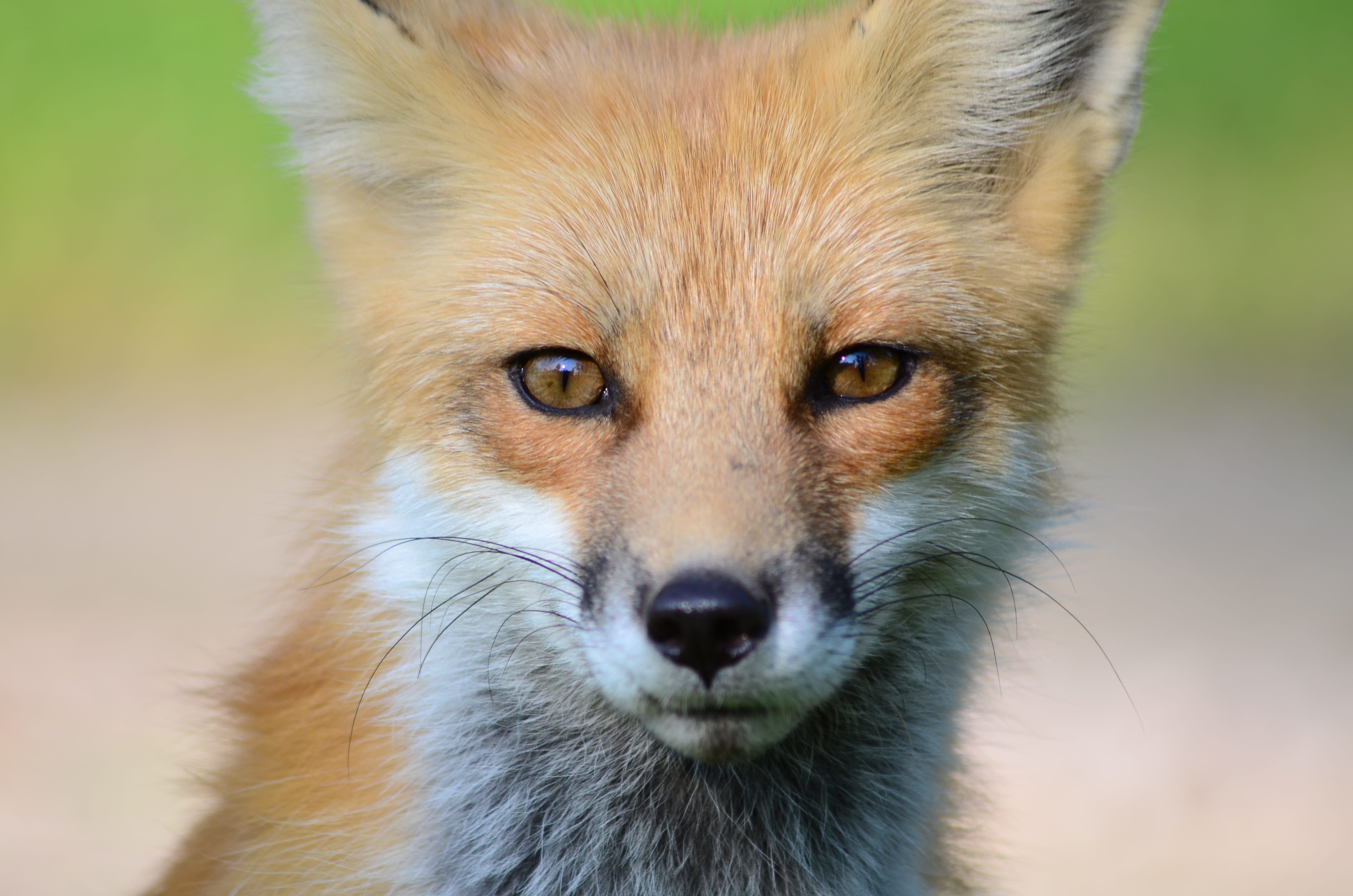 animal eye, animal body part, ontario, 4K, looking at camera, animal wildlife, furry, focus on foreground, day, yellow eyes, no people, wild, visitor, HD Wallpaper