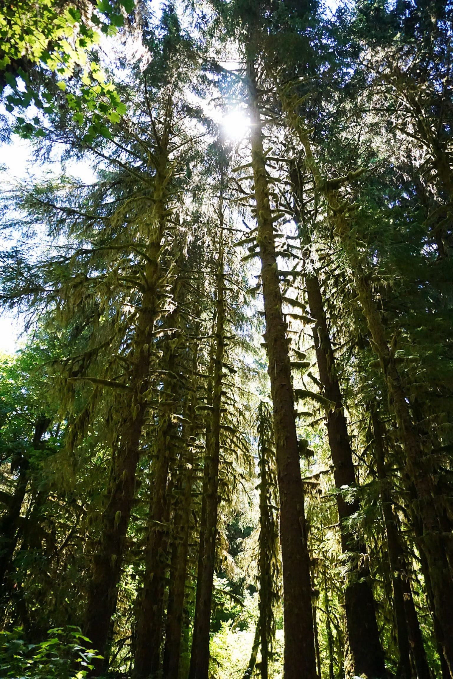 national park, plant, trunk, growth, sunlight, rainforest, woodland, trees, washington, tall - high, tranquility, 1080P, outdoors, no people, day, forest, Phone HD Wallpaper