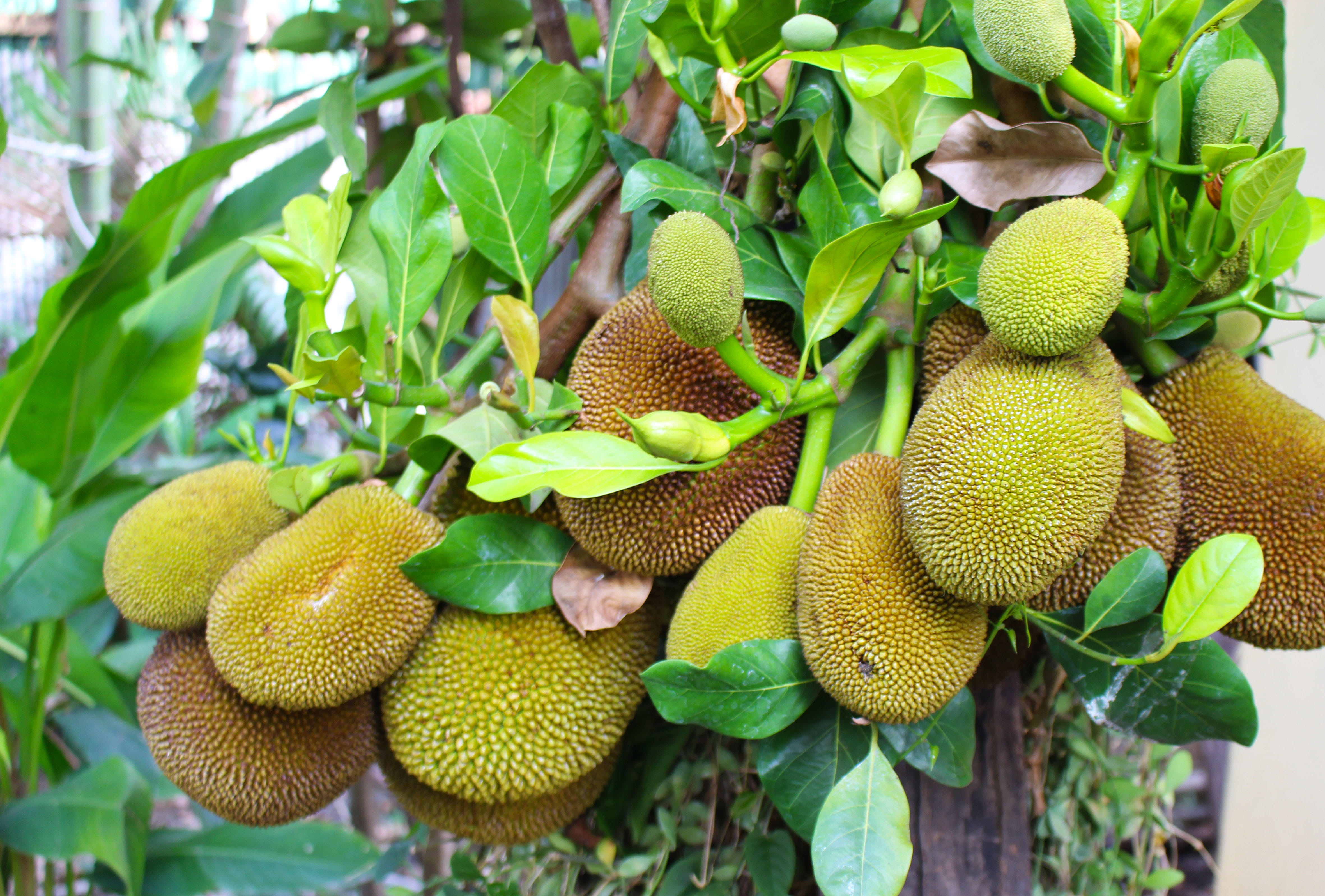 nutrition, nature, tropical, healthy eating, tree, tasty, fruit, seed, close-up, brown, plant part, vegetarian, organic, plant, raw, Sweet, green, outdoors, HD Wallpaper