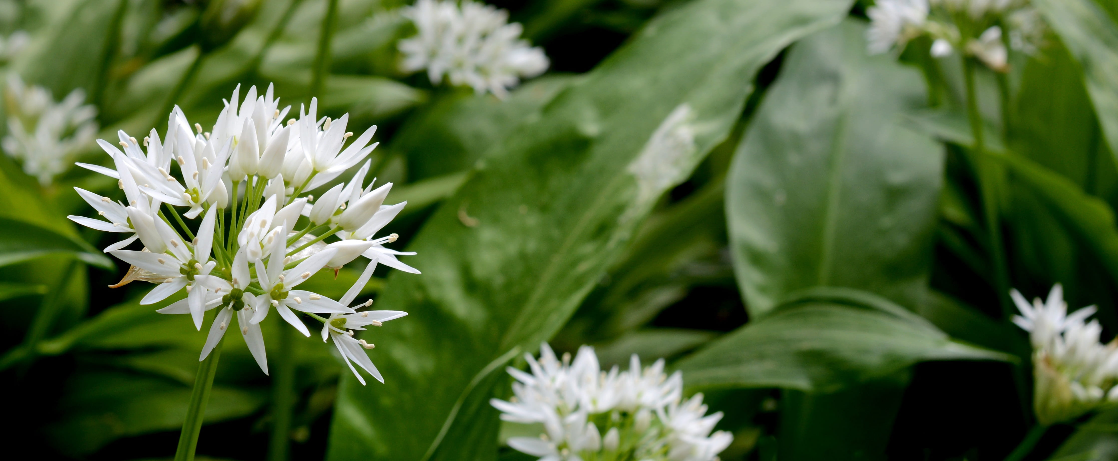 growth, botany, taste, wood garlic, forest plant, flowering plant, naturopathy, no people, spring, ornamental garden, plant part, blossom, fragility, plant, HD Wallpaper