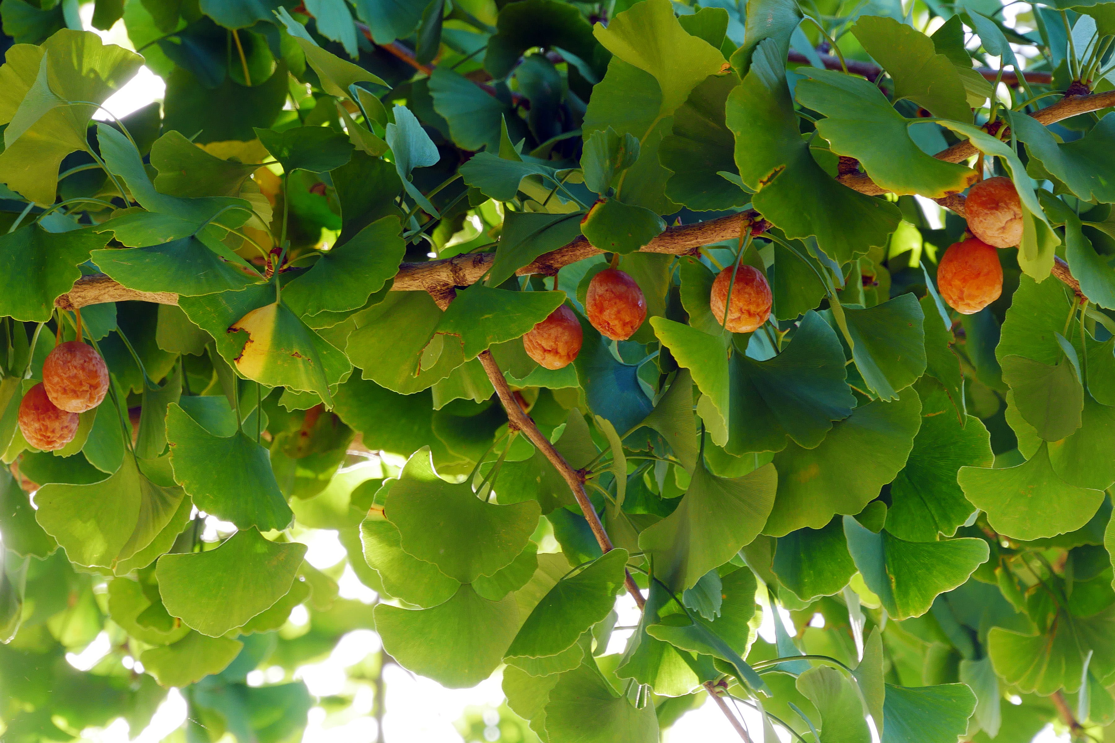 wellbeing, ripe, tree images, plantation, day, no people, outdoors, leaf pictures, fruit, beauty in nature, nature, tree, tree leaves, leaves, green color, HD Wallpaper