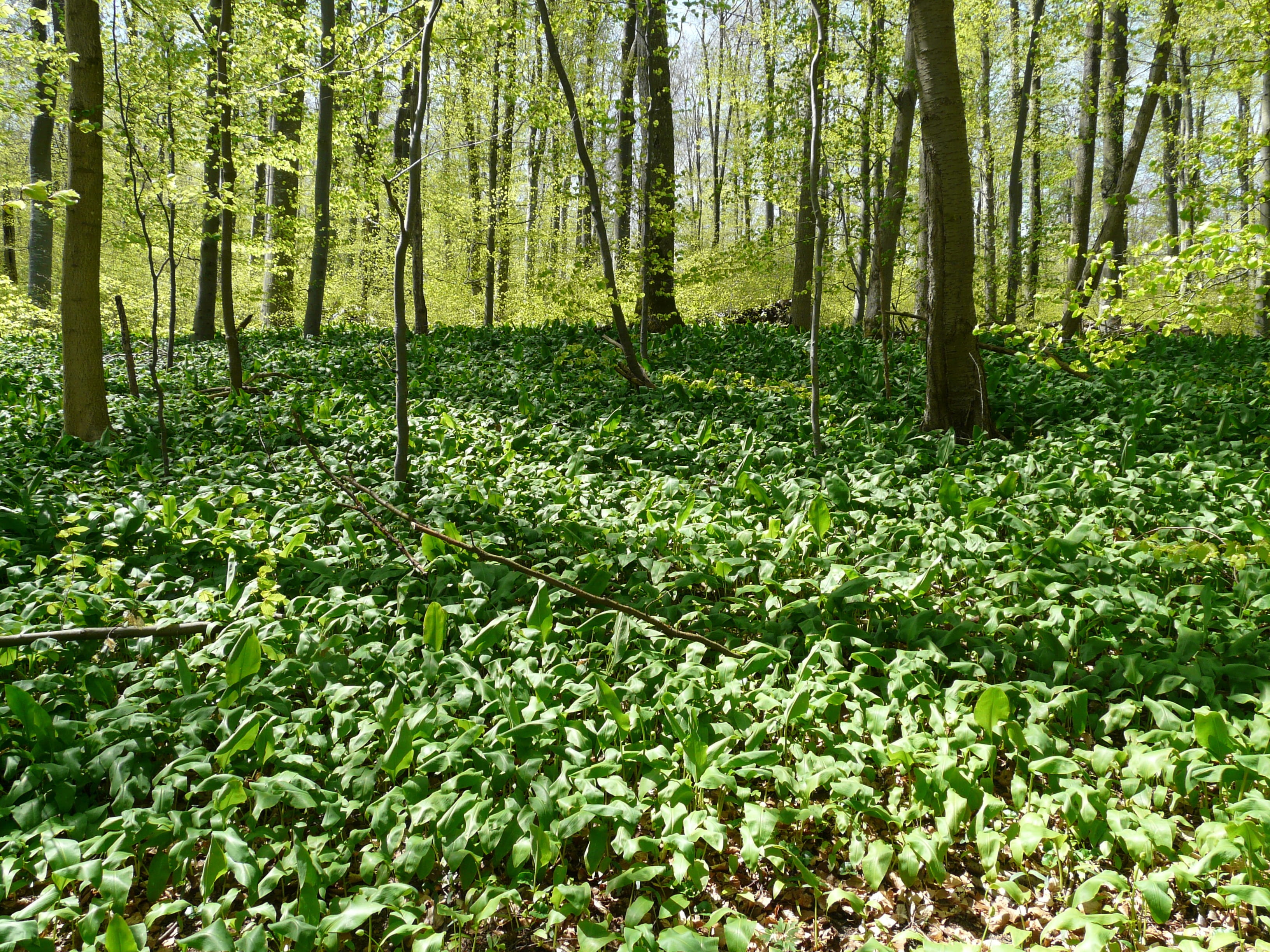 outdoors, forest floor, tranquil scene, beauty in nature, day, trunk, smelly, wood garlic, land, plant, tree trunk, garlic spinach, green color, growth, HD Wallpaper