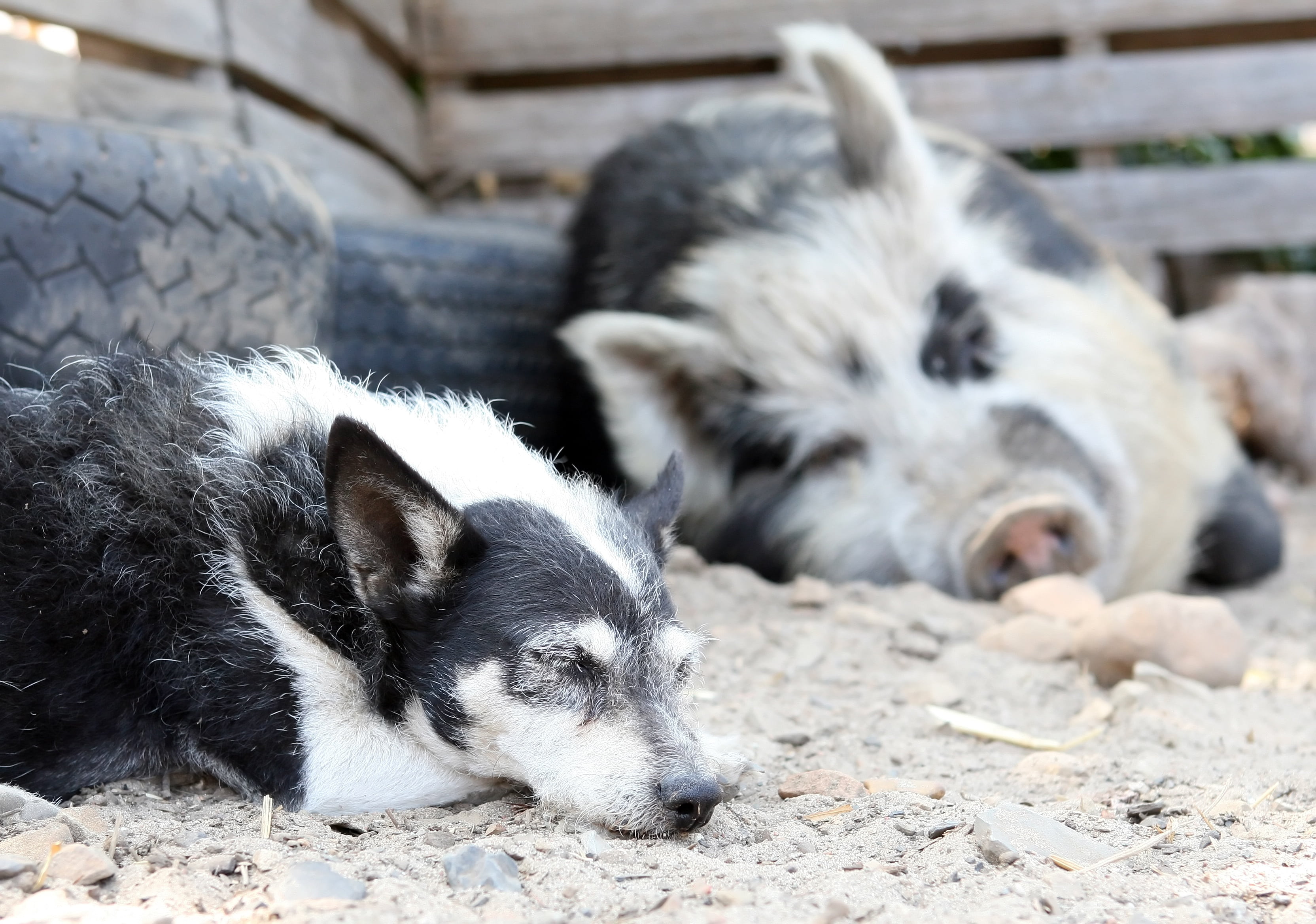 pets, canine, sow, white, organic, food, big, animal, female, vertebrate, farm, outdoors, resting, no people, day, border collie, boar, pig, domestic, 2K, HD Wallpaper