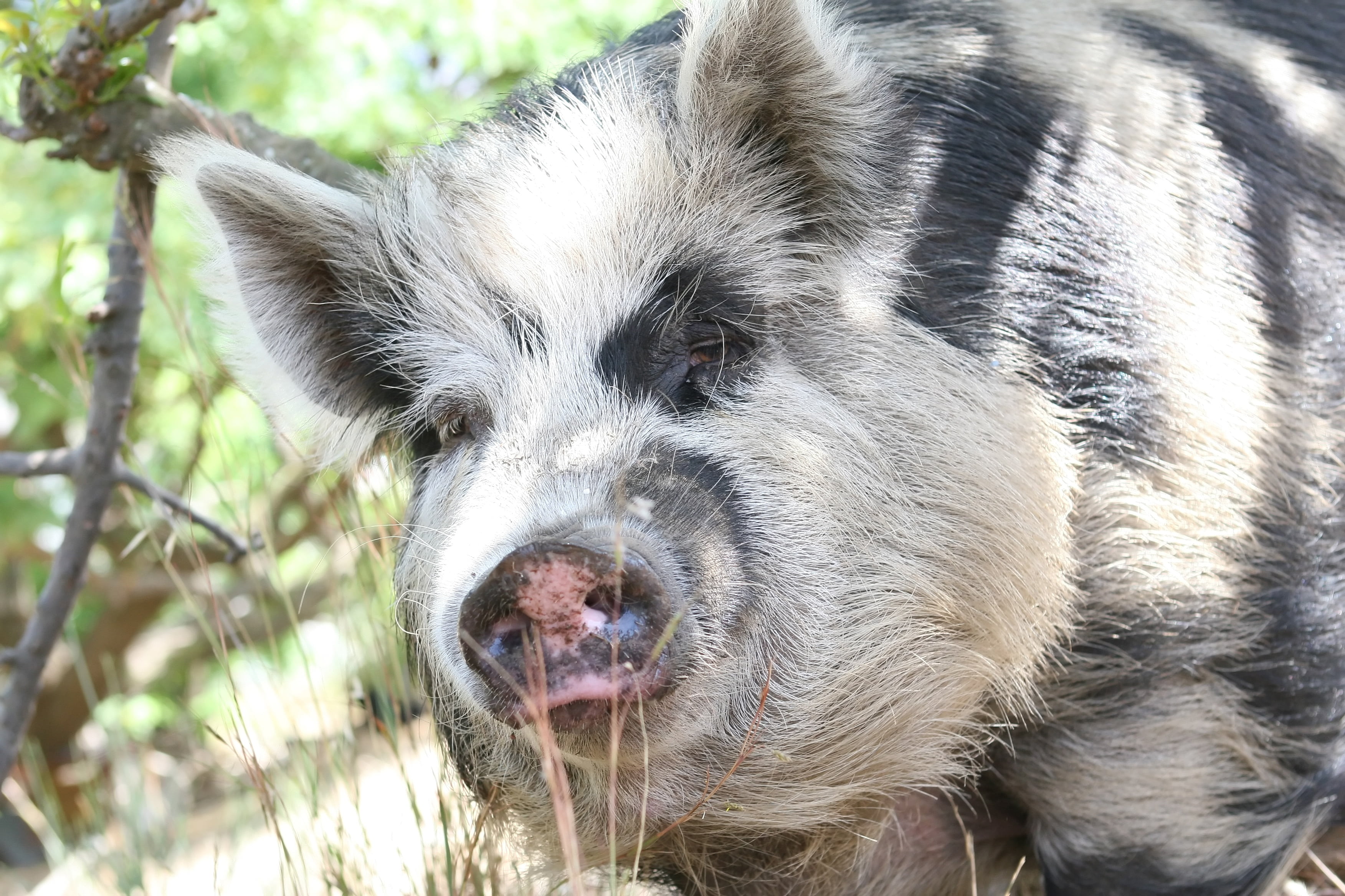 pork, mouth open, fat, sow, nature, animal nose, friend, ham, piggy, animal, looking at camera, snout, pink, bacon, domestic, animal themes, outdoors, pets, HD Wallpaper