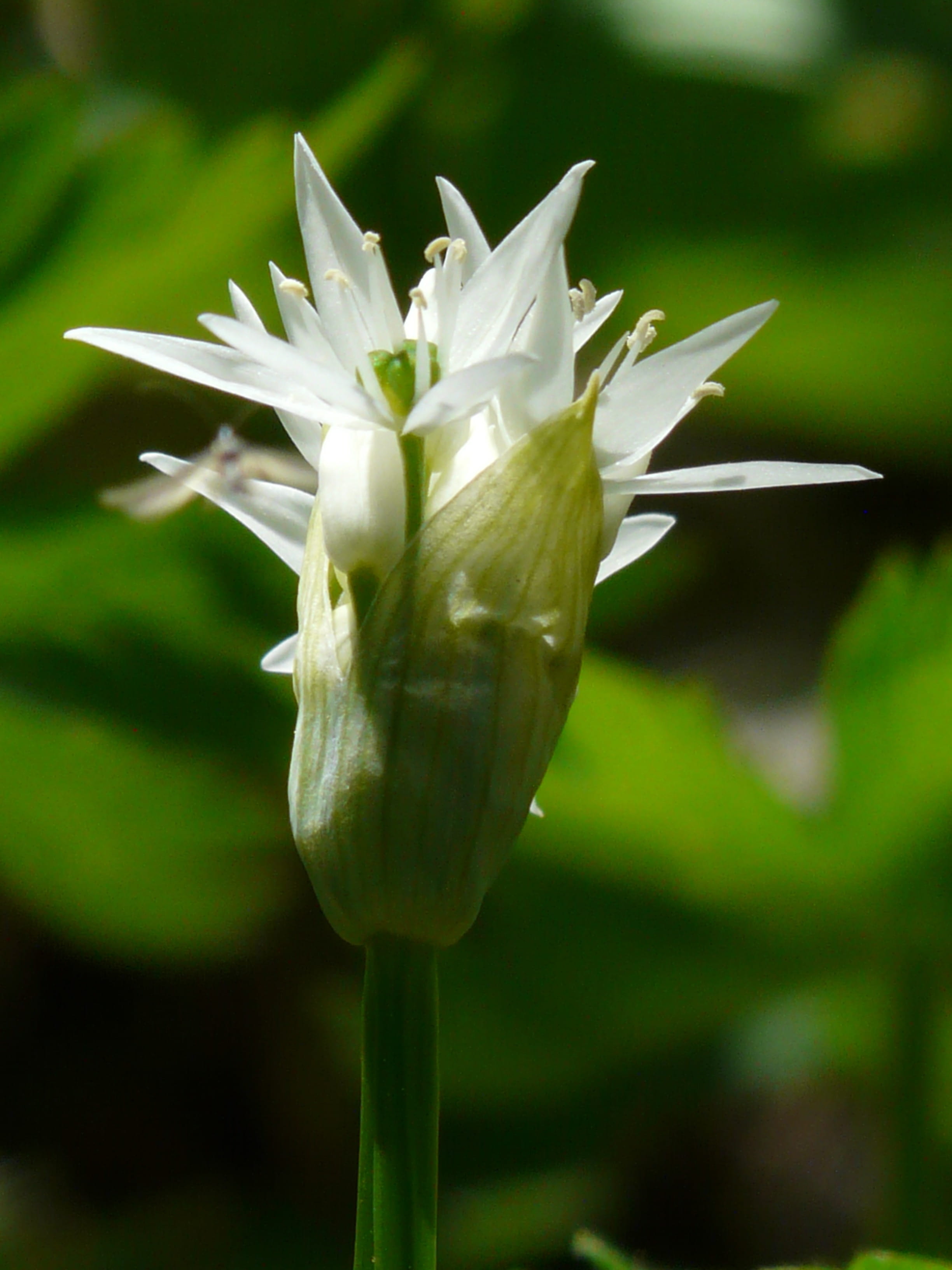 flower, allium, wood garlic, spring, smell, wild garlic, smelly, petal, vulnerability, herb, gypsy spring, allium ursinum, medicinal plant, garlic, flower head, Phone HD Wallpaper