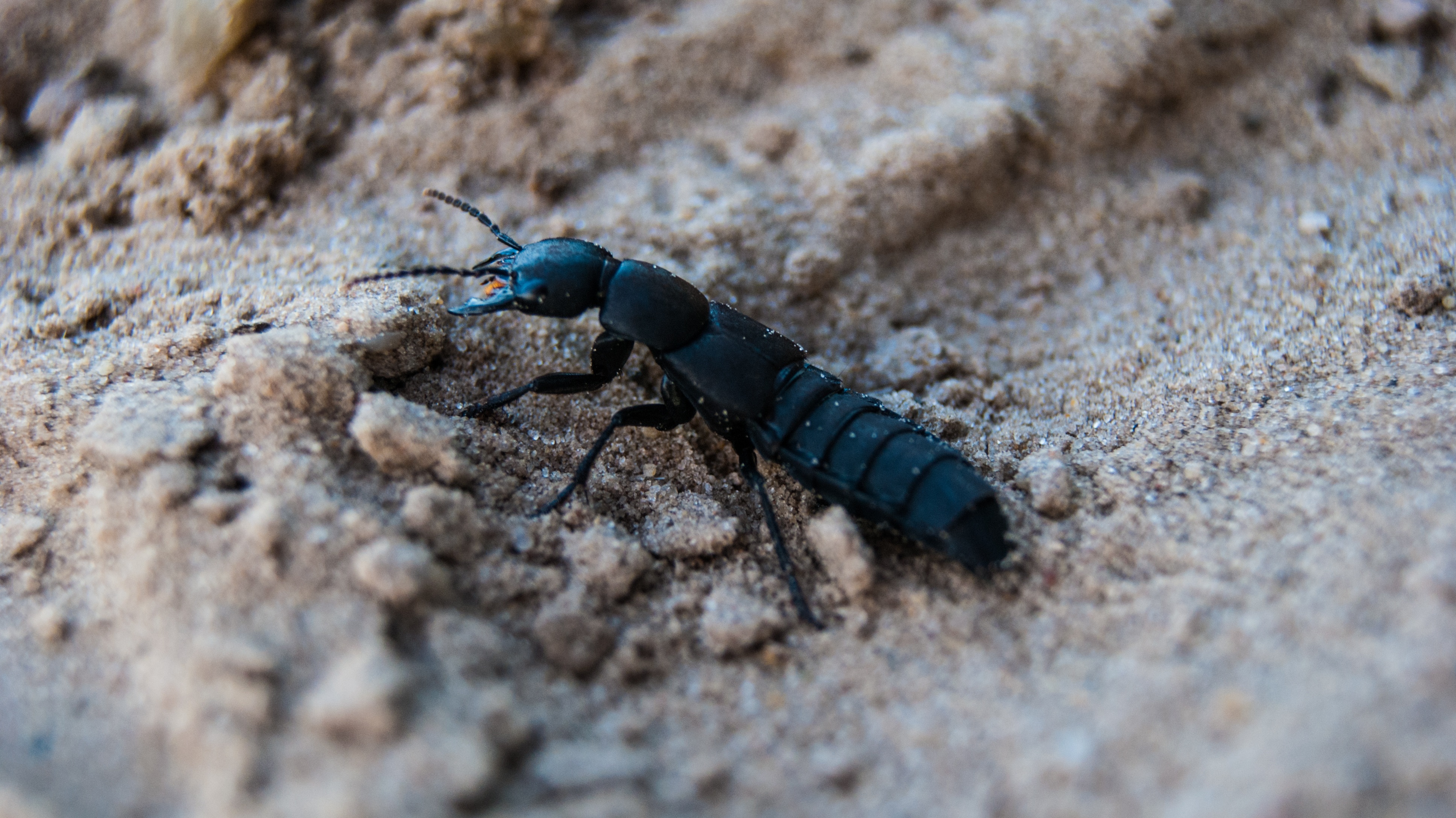 bug, close-up, 4K, insects, rock - object, smelly short schildkever, animal body part, no people, garden, one animal, outdoors, animal, land, selective focus, HD Wallpaper