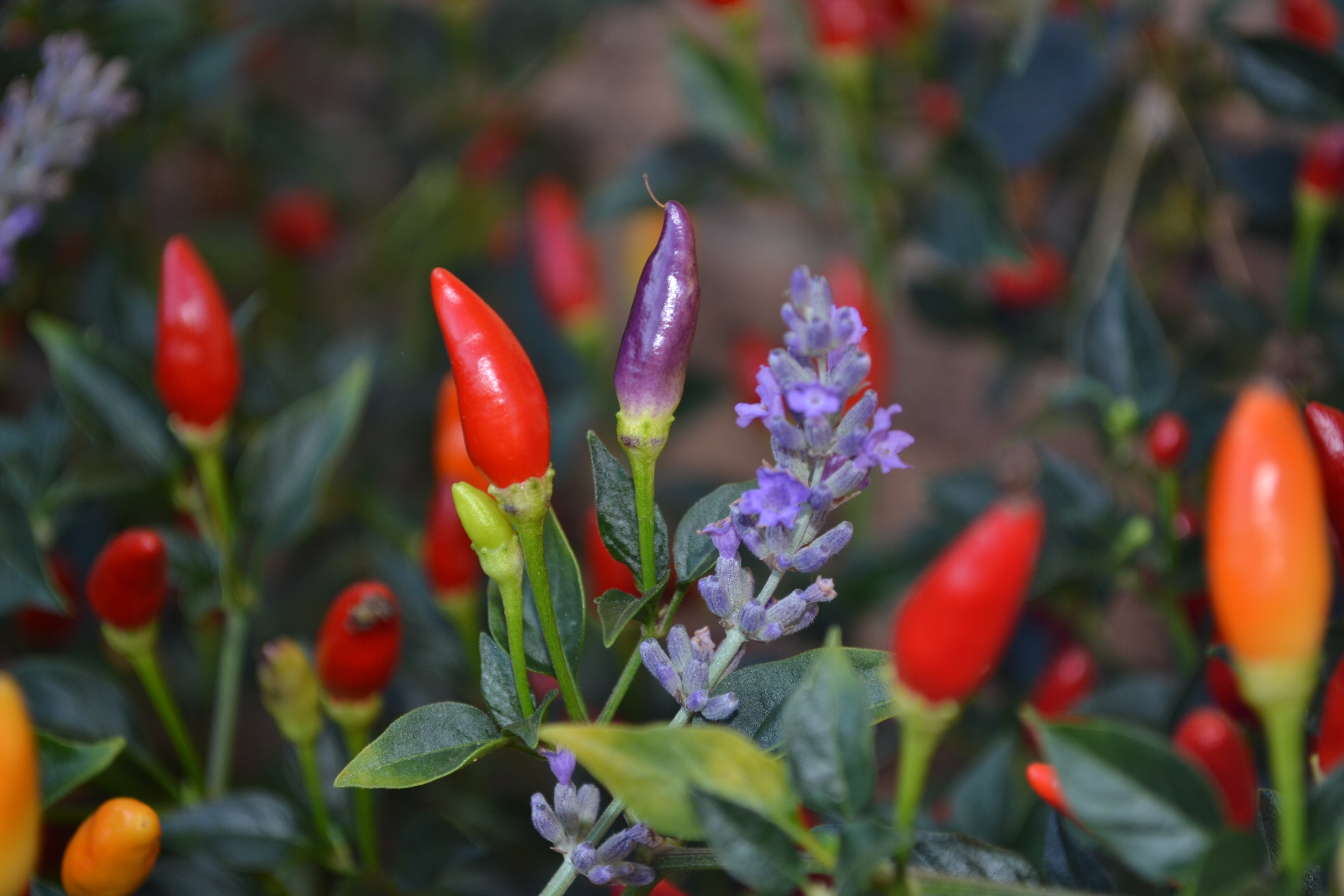 growth, mauve, plant part, fragility, perfume, purple, flower head, smelly, food, spring, freshness, lavender, beauty in nature, orange, plants, plant, HD Wallpaper