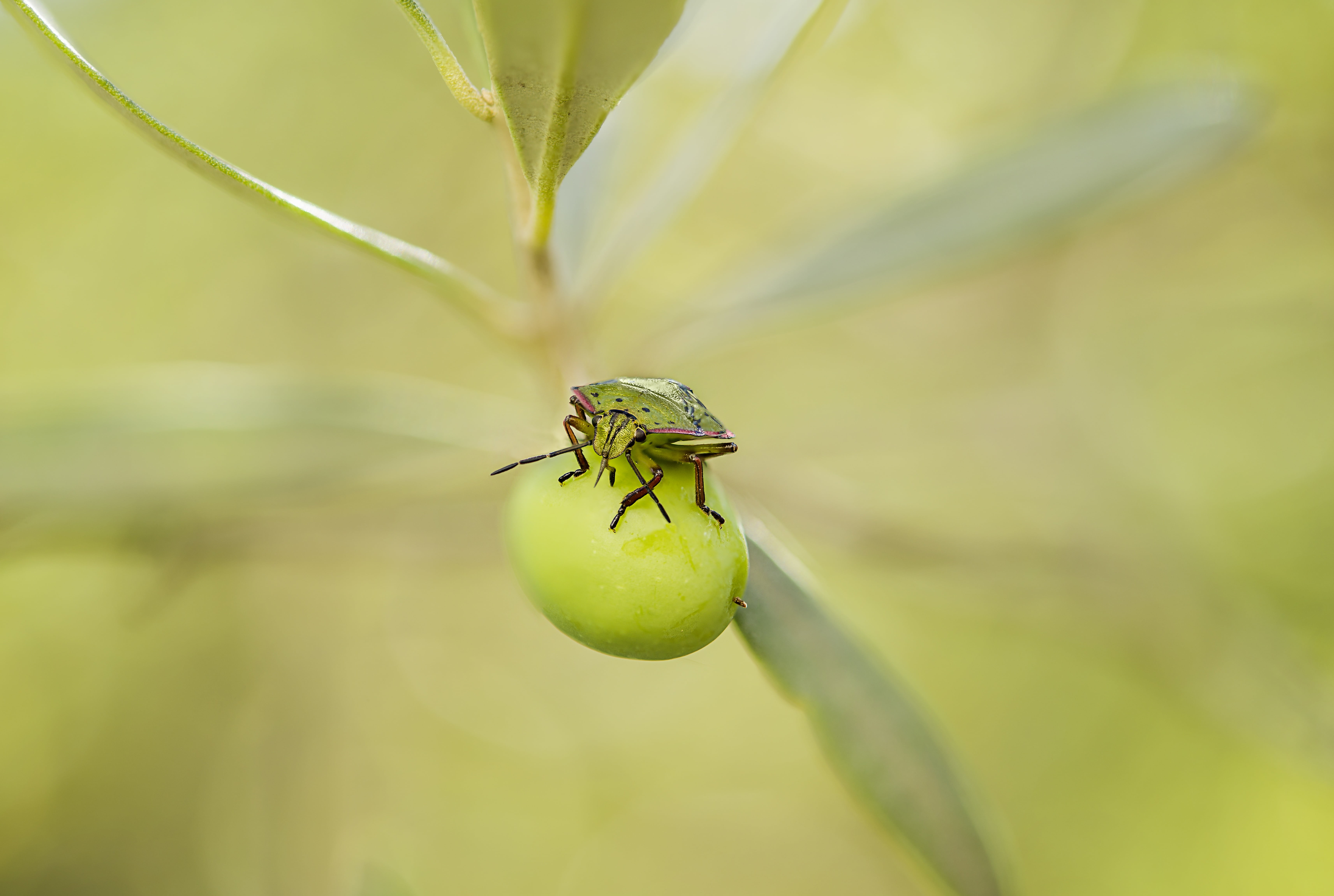 day, biology, nature, plant, yellow, insect, smelly bug, no people, focus on foreground, animal wildlife, nezara viridula, close-up, plant part, larva, HD Wallpaper