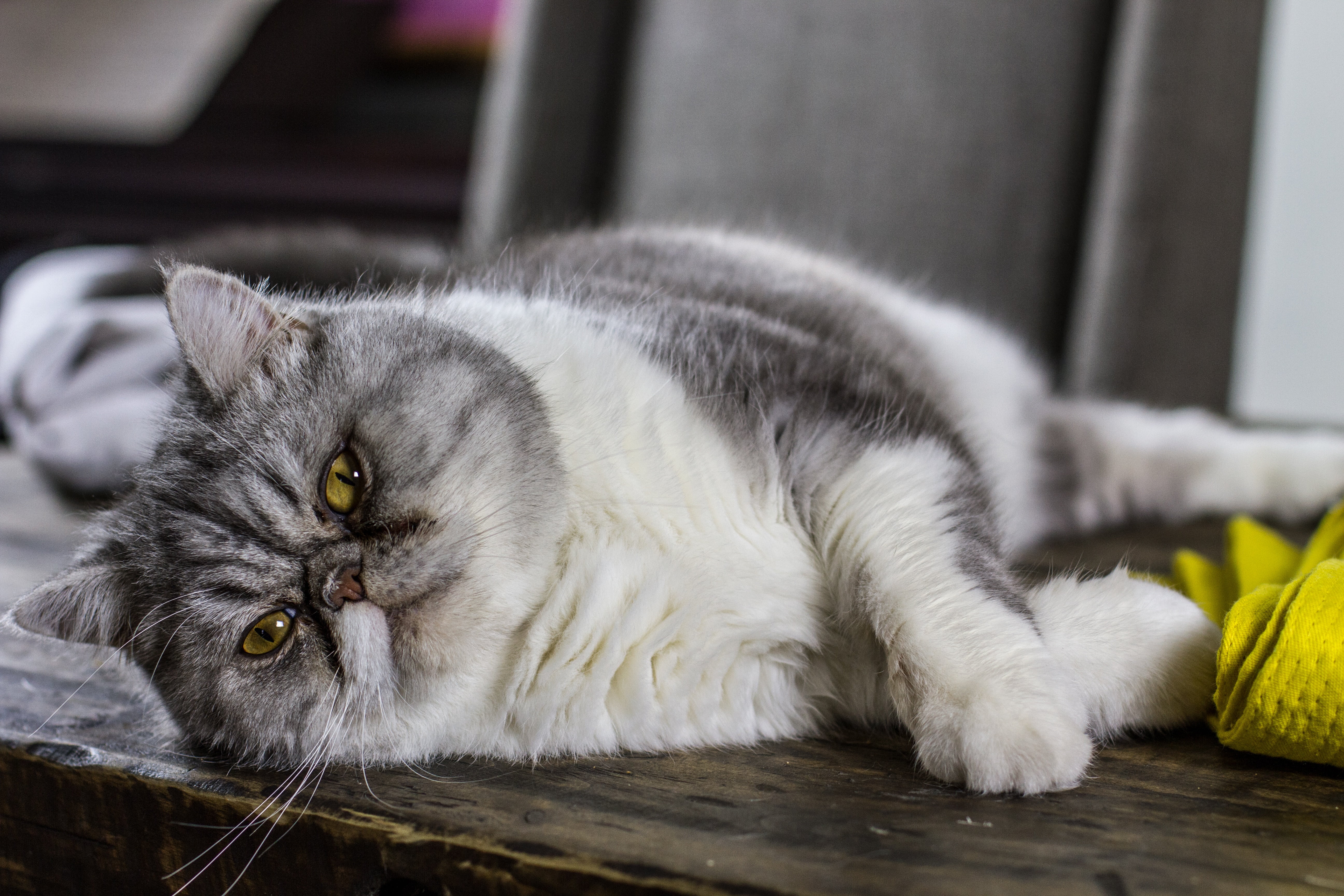 pet, white, animal head, lying down, leaning, mammal, animal eye, ugly, domestic cat, portrait, animal, long, fat, face, gray, fluffy, smelly, domestic animals, HD Wallpaper