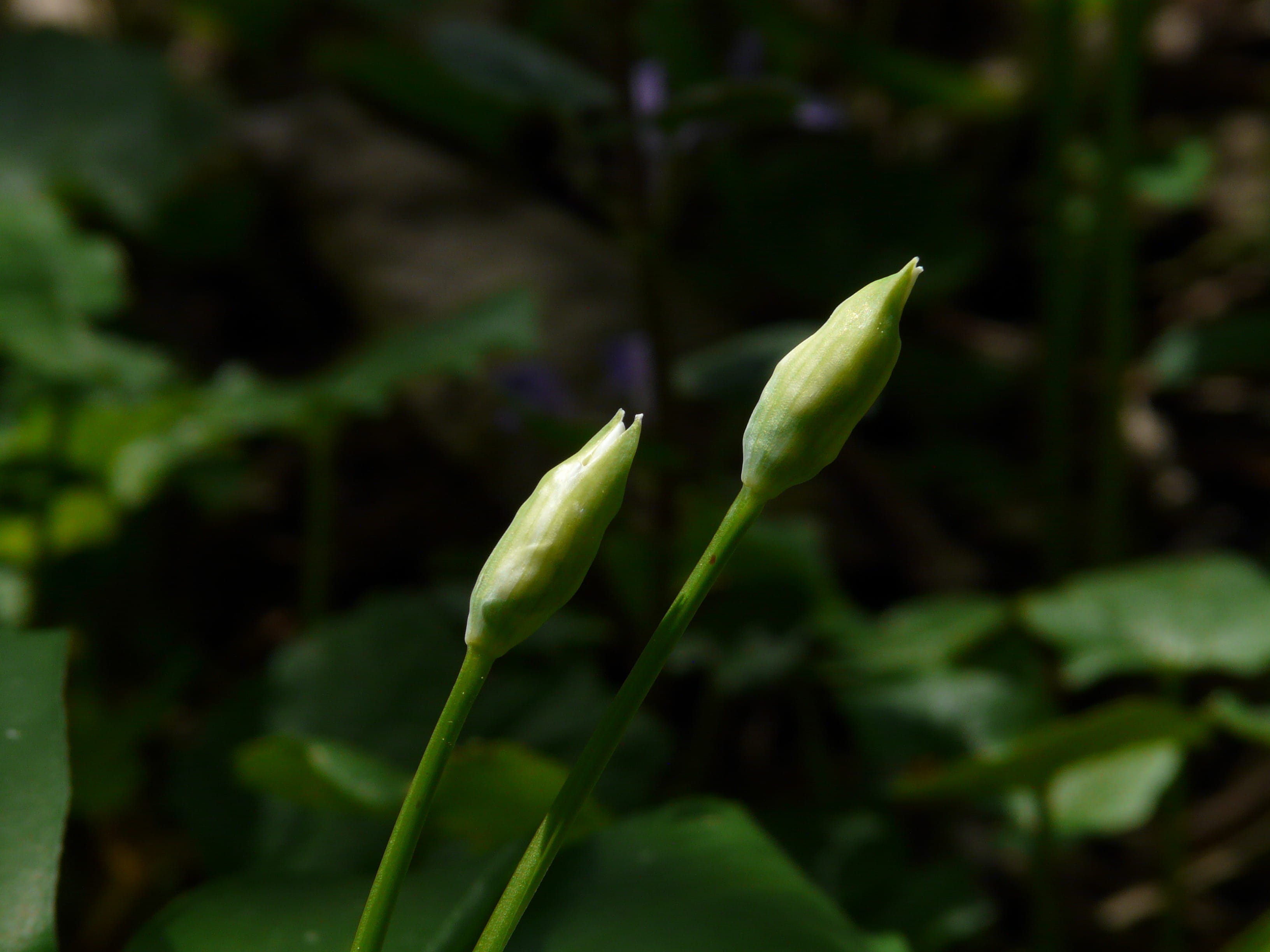 spring, Flower, focus on foreground, witch onion, herb, garlic, flower buds, smelly, forest plant, Plant, edible, nature, leaf, plant stem, vulnerability, HD Wallpaper