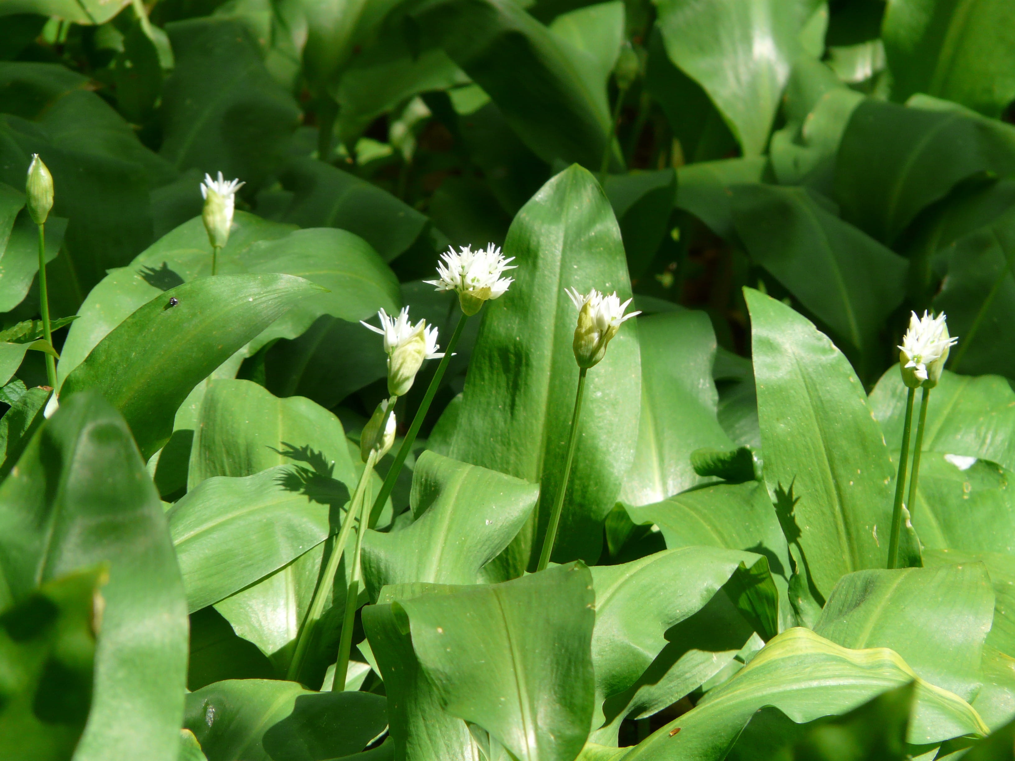 white, vulnerability, outdoors, vegetable plant, waldherre, Blossom, freshness, flowering plant, witch onion, spring, allium ursinum, inflorescence, allium, HD Wallpaper