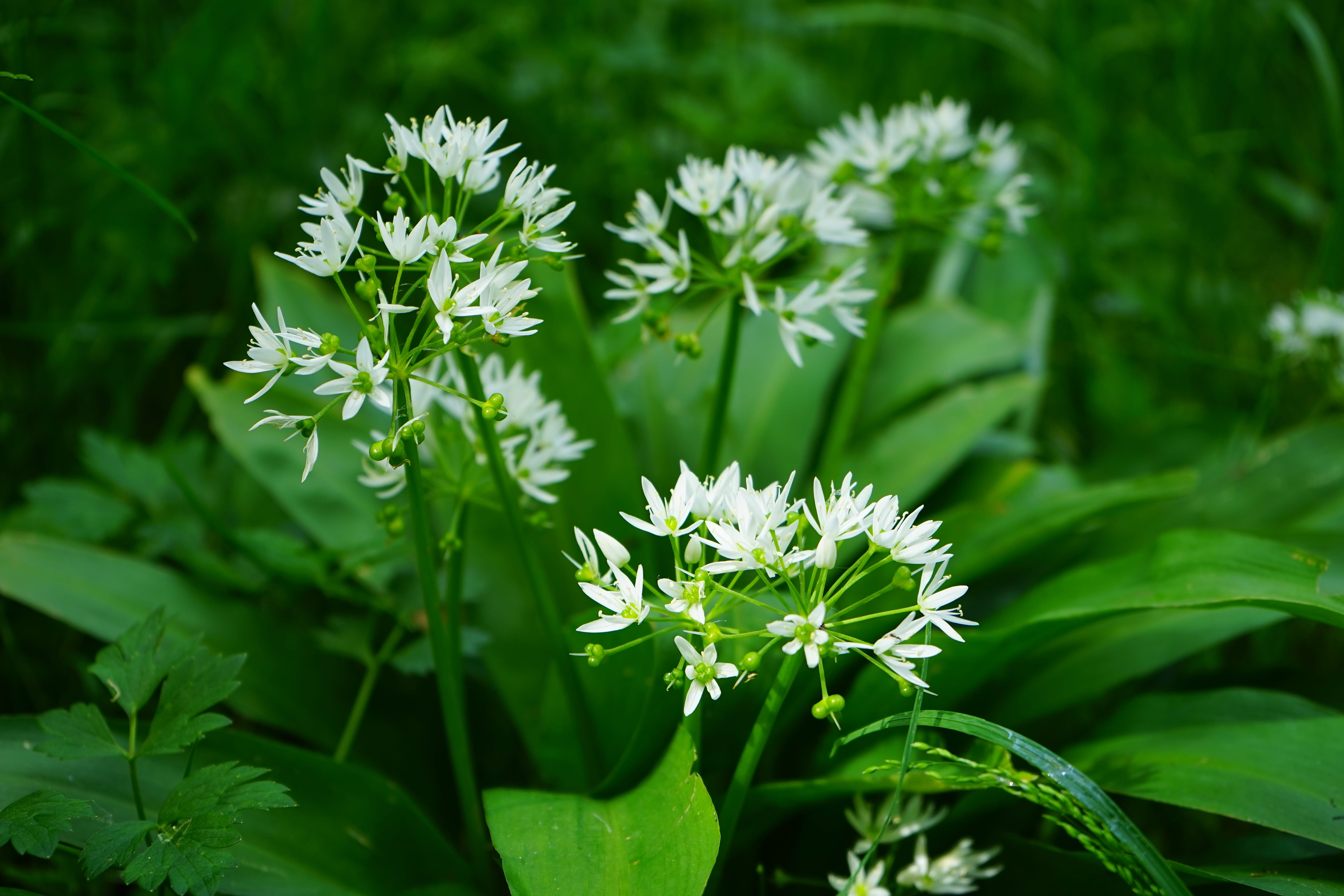 smell, beauty in nature, taste, plant, allium, focus on foreground, white, bloom, selective, flowering plant, growth, smelly, garlic spinach, wild garlic, HD Wallpaper