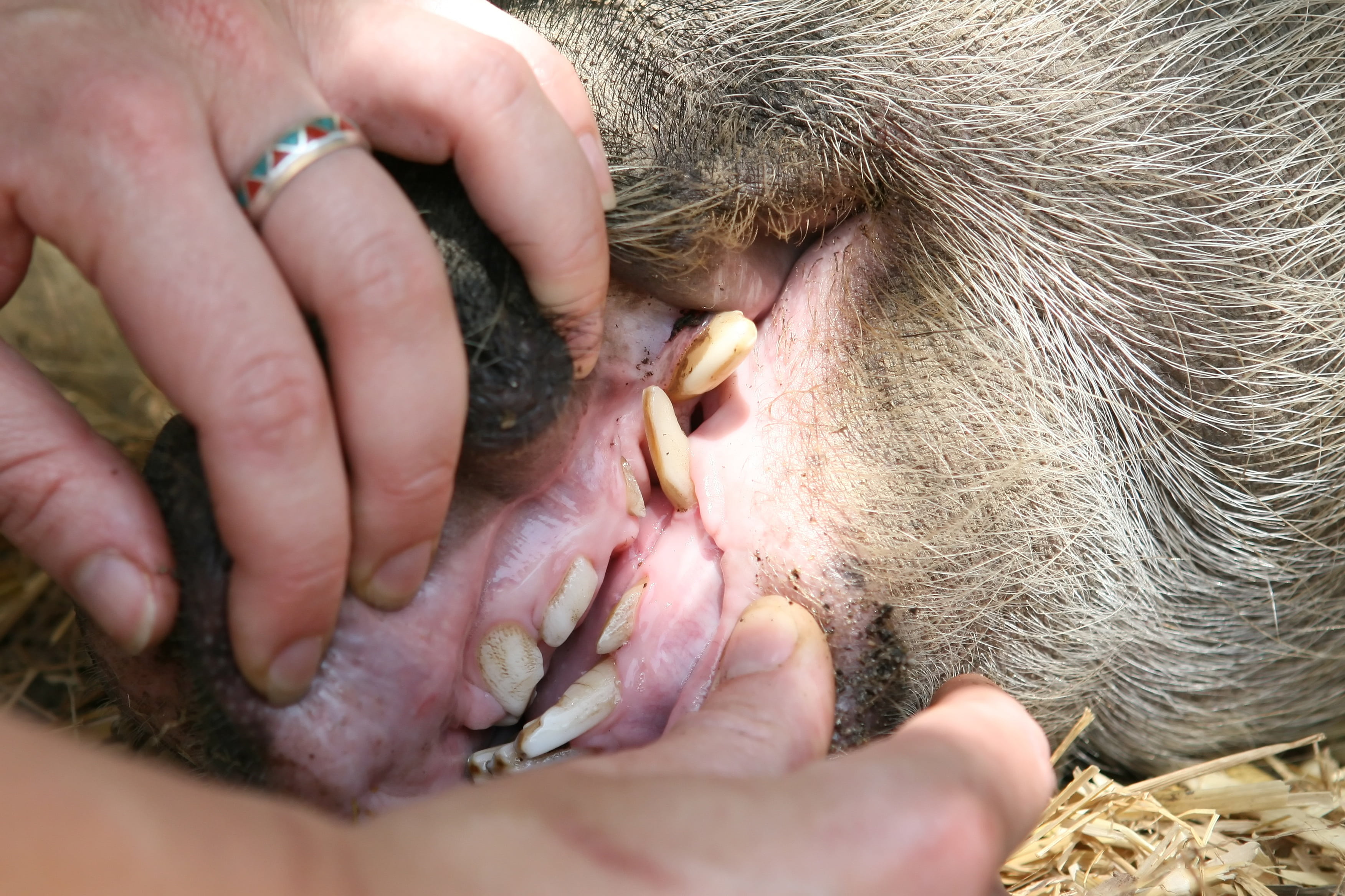 organic, day, bacon, animal wildlife, primate, farming, fat, straw, ear, eco, female, dirty, animals in the wild, snout, dentistry, smell, mammal, people, HD Wallpaper