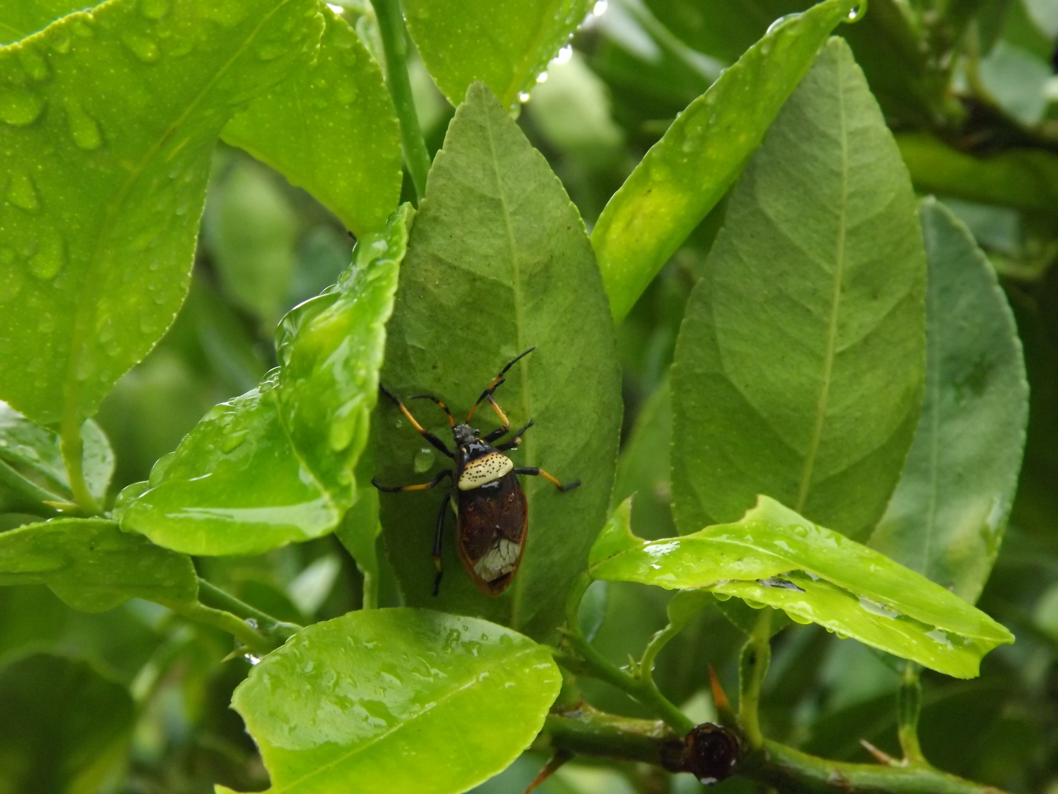 insect, animal themes, animal wildlife, growth, animal, garden, focus on foreground, beauty in nature, nature, plant, maria smelly, one animal, 4K, leaf, HD Wallpaper