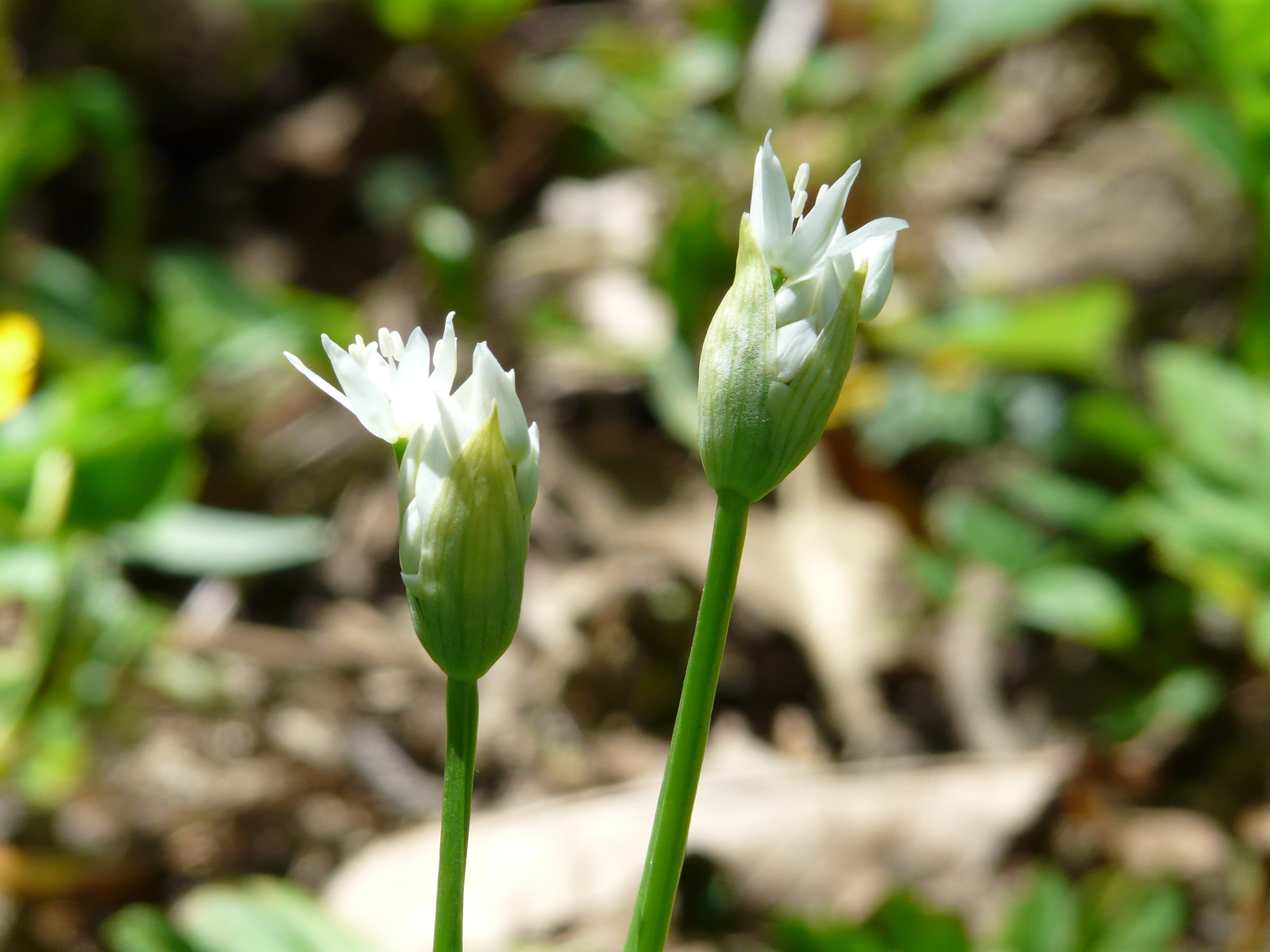 plant, land, day, ramsen, 2K, freshness, green color, edible, beauty in nature, witch onion, fragility, white color, close-up, allium, plant stem, spring, HD Wallpaper